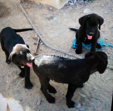 Cachorros