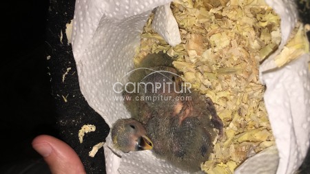Vendo agapornis verdes y roja la cabeza 