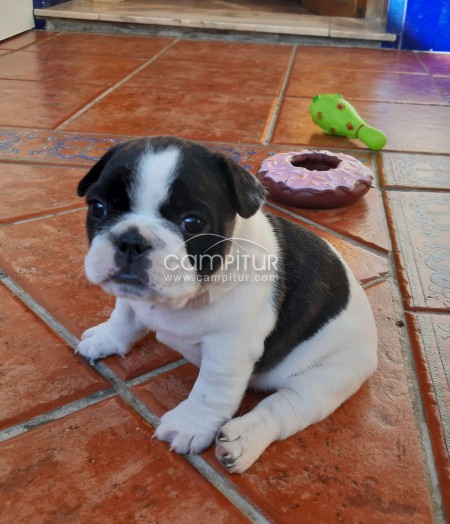 SE VENDE PRECIOSO CACHORRO DE BULLDOG FRANCÉS MACHO 
