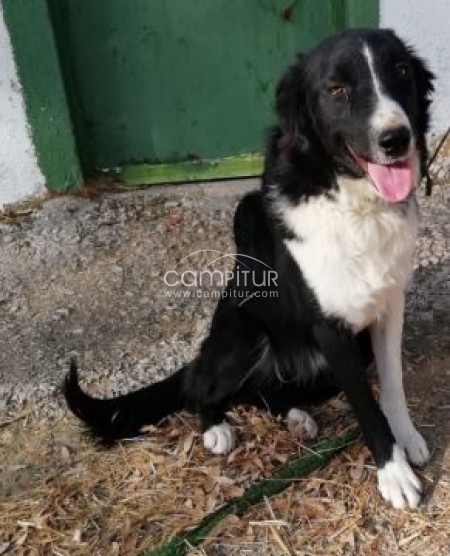Se vende Border collie
