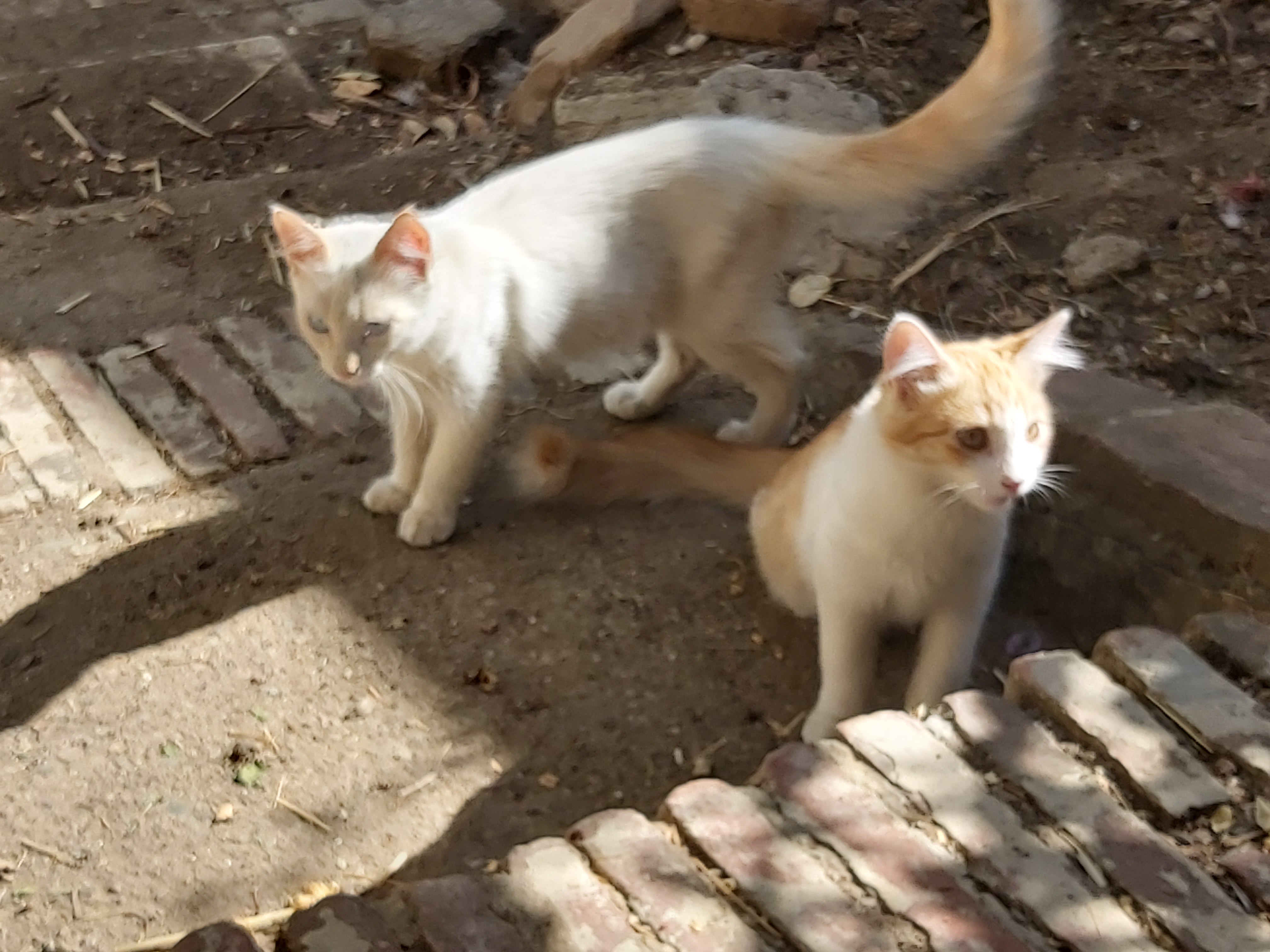 Tengo gatos preciosos, DOS, con cola Van Turco