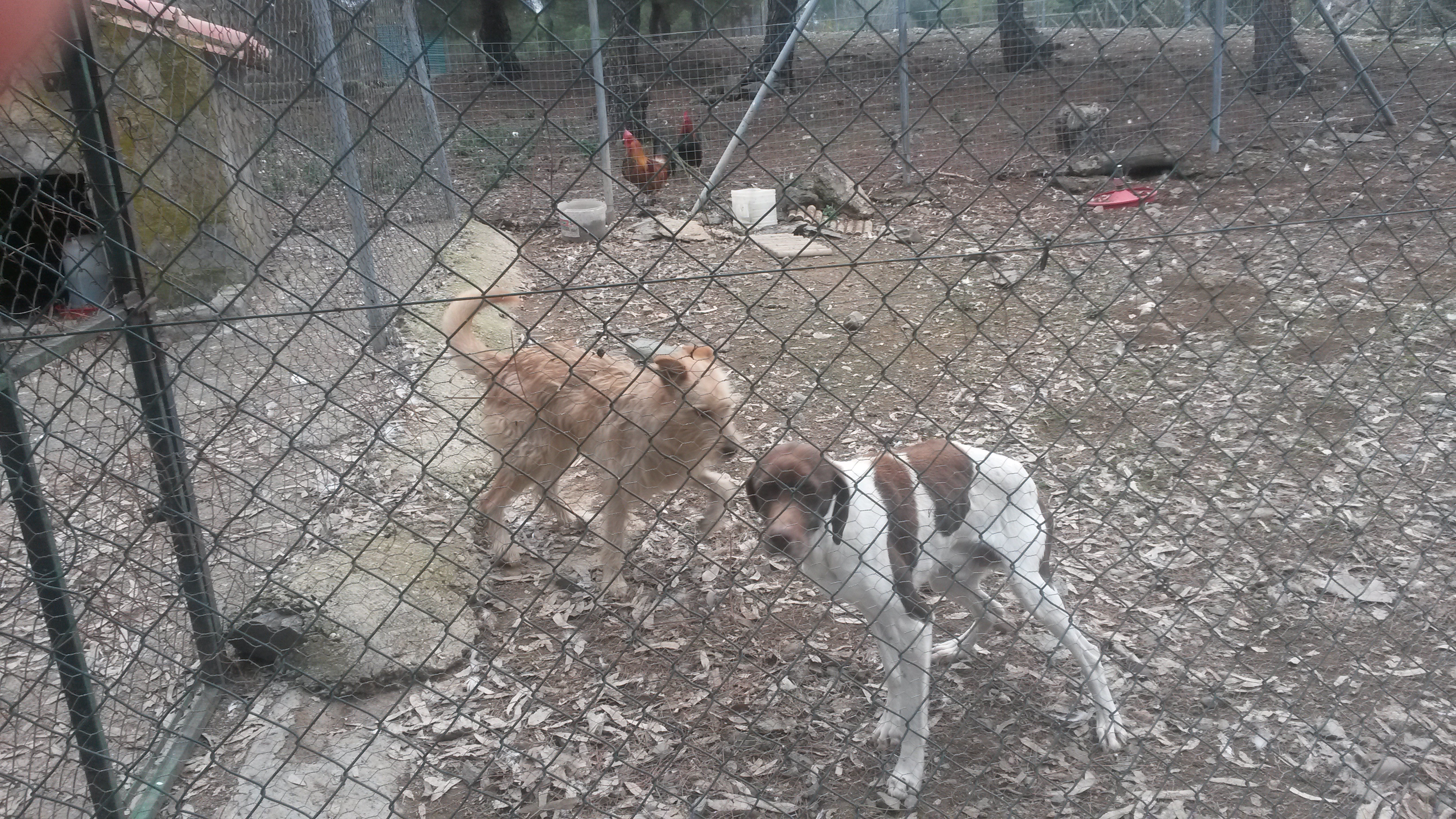 Perros adopcion 