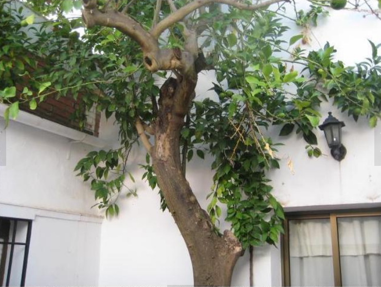 Foto 4 de SE VENDE CASA EN LLERENA