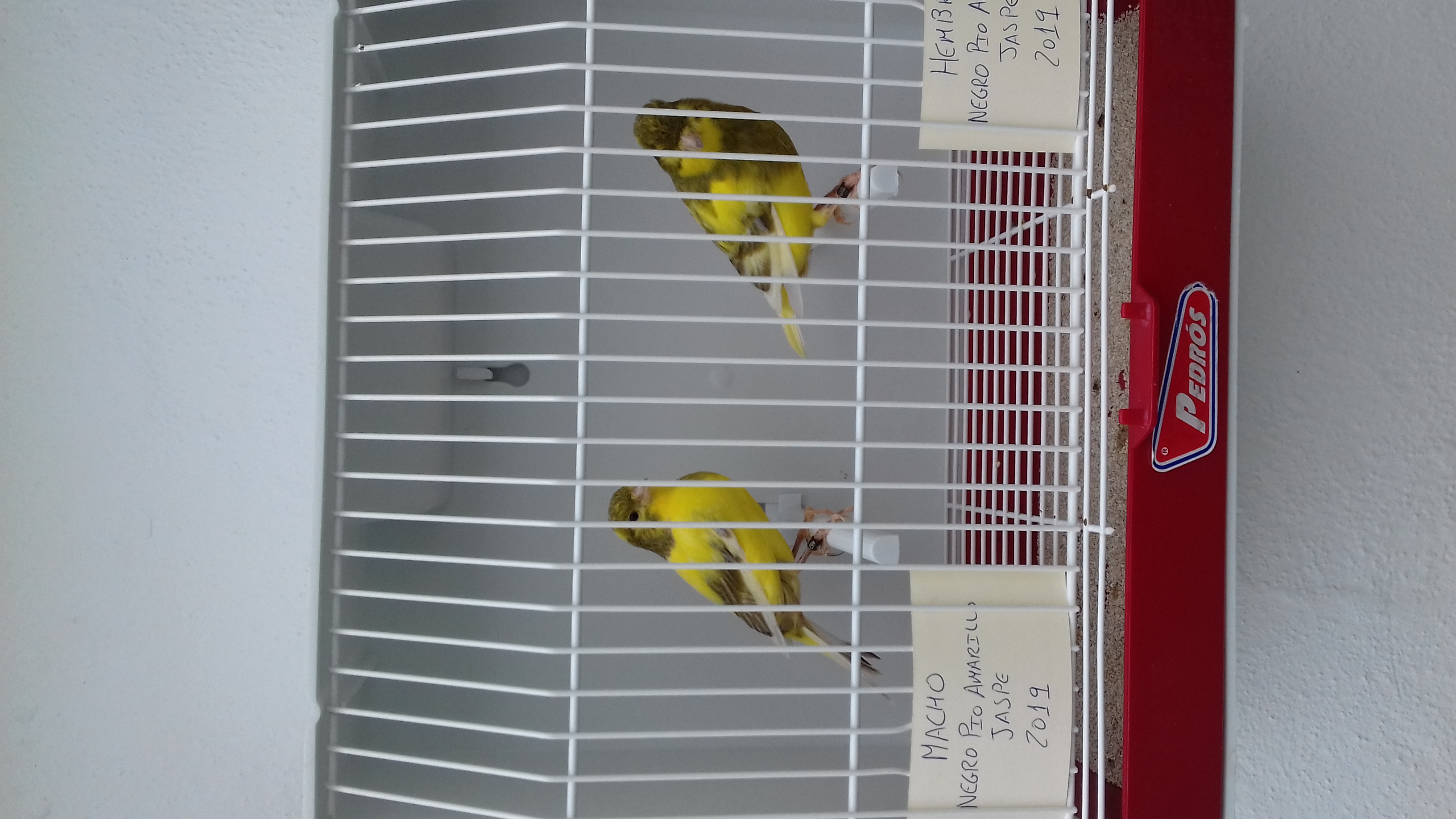 Foto 2 de Se ceden CANARI@S 2019