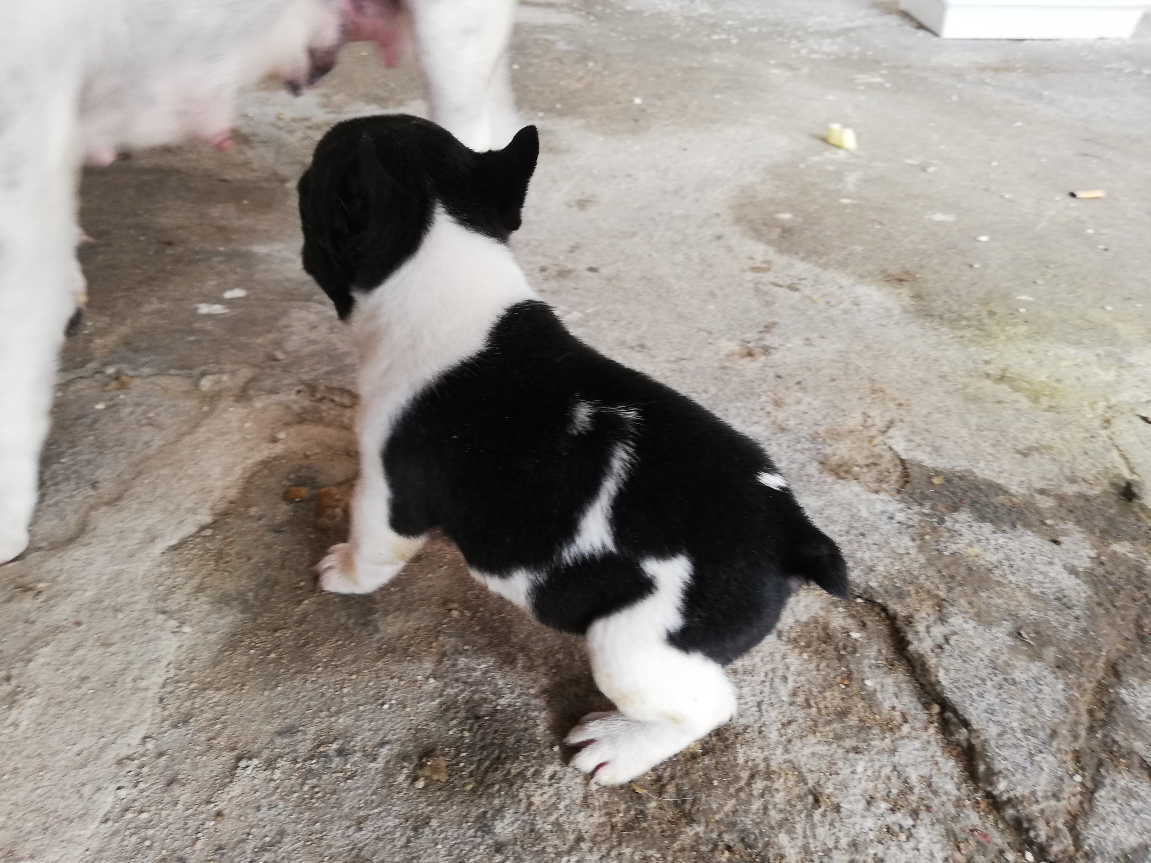 SE VENDE CAMADA BULLDOG FRANCES