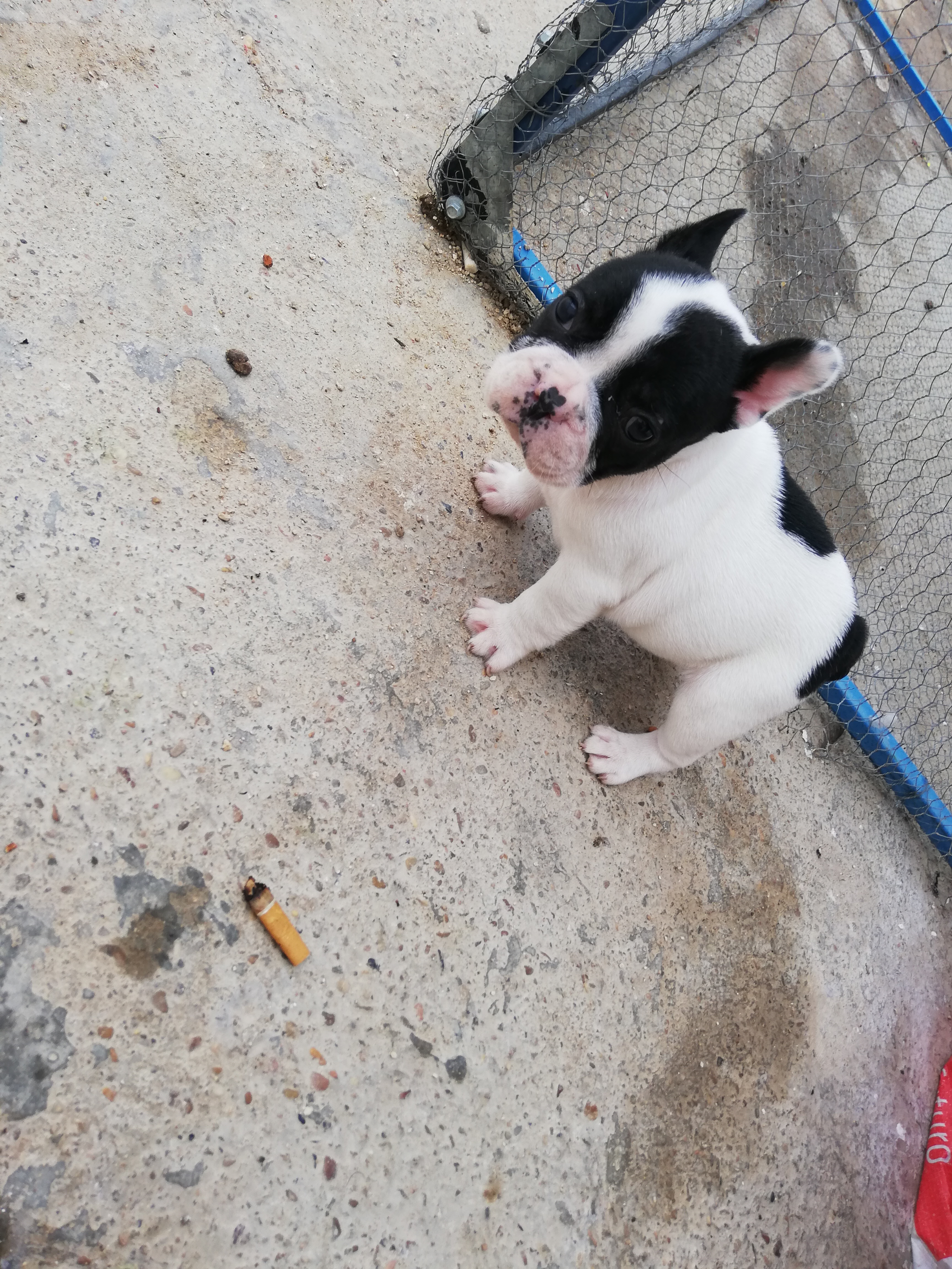 Foto 2 de SE VENDE CAMADA BULLDOG FRANCES