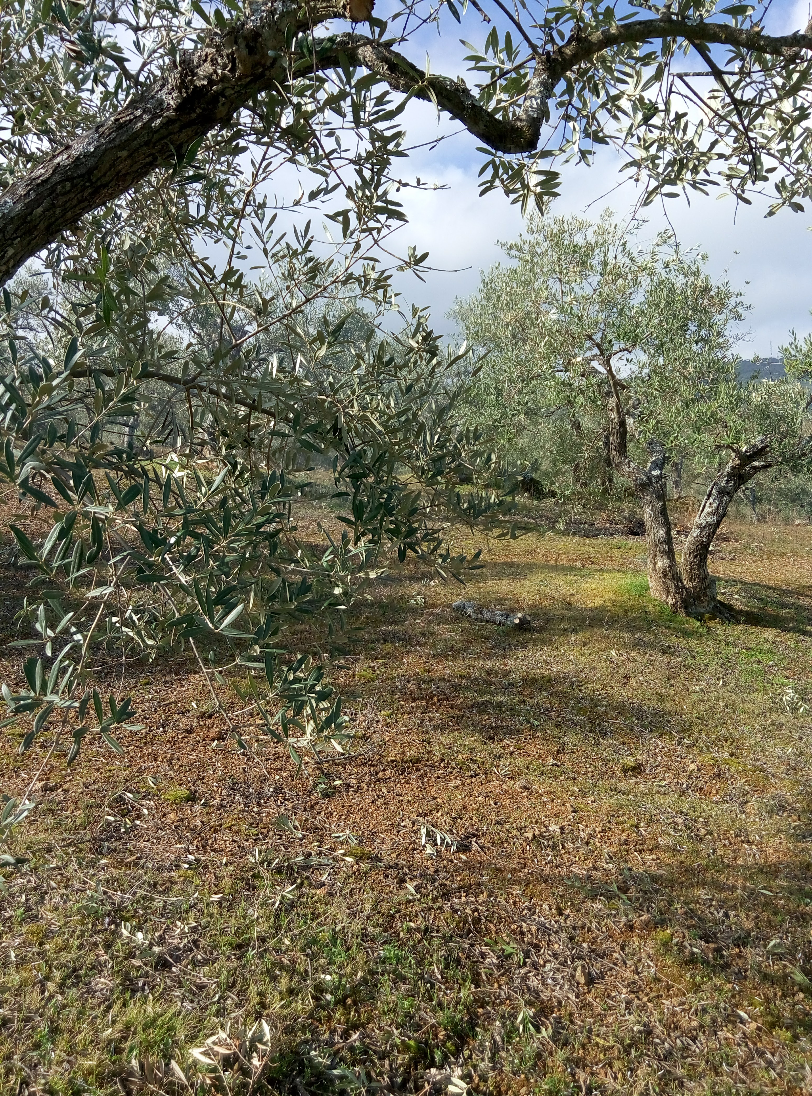 Oferta,se vende Olivar