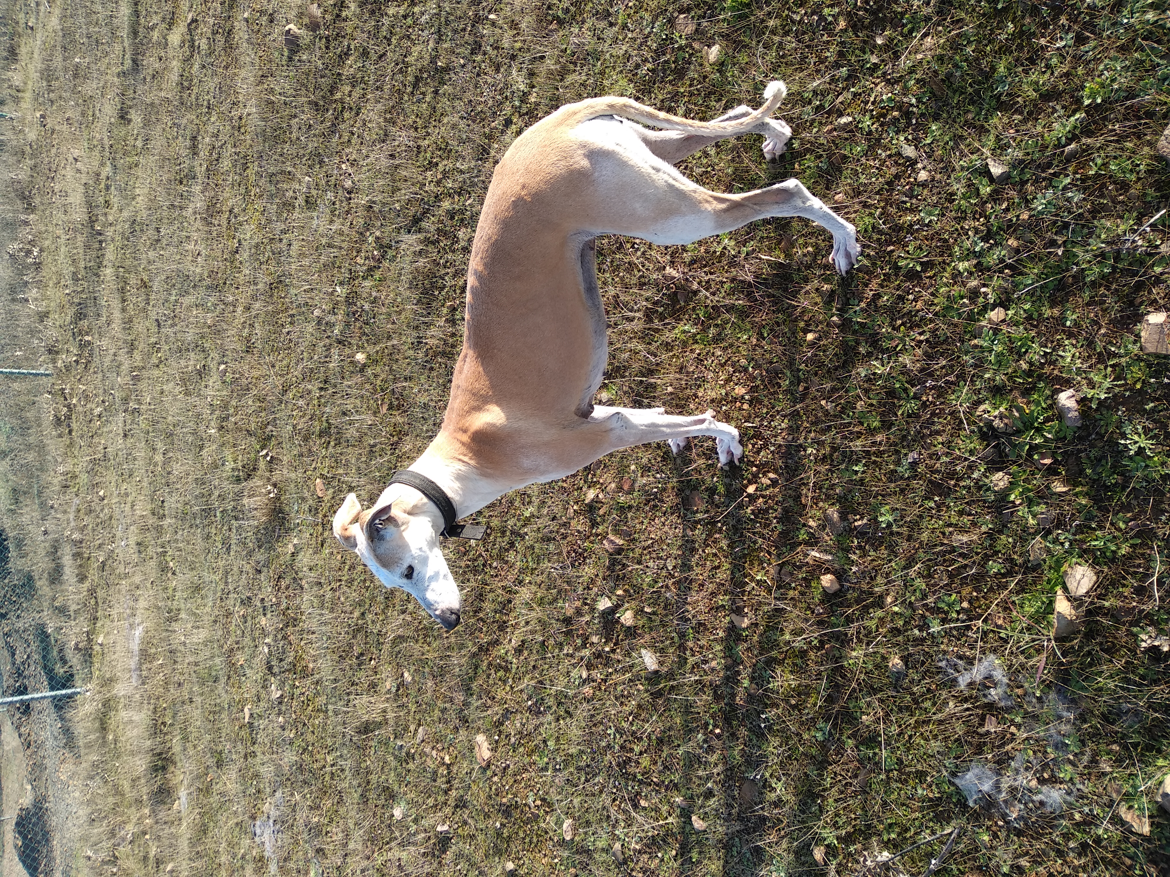 Galgo