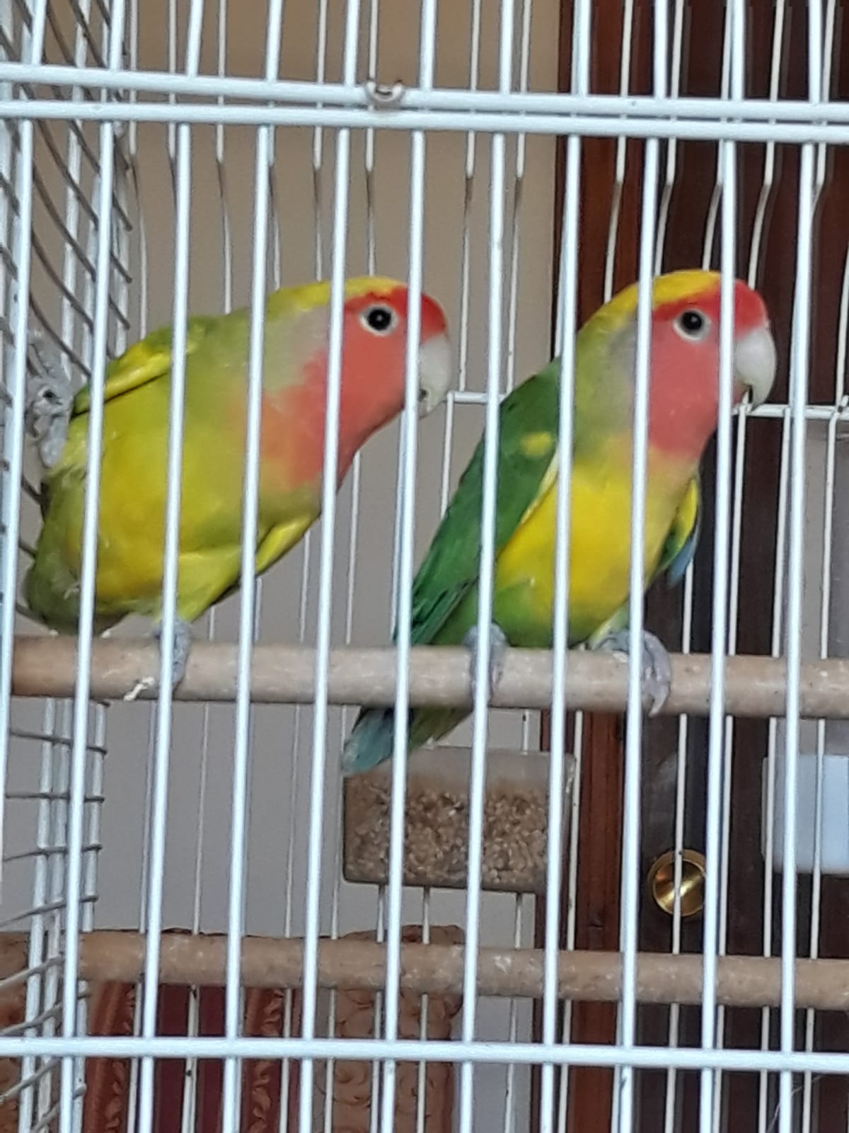 Cambio agaporni macho por hembra