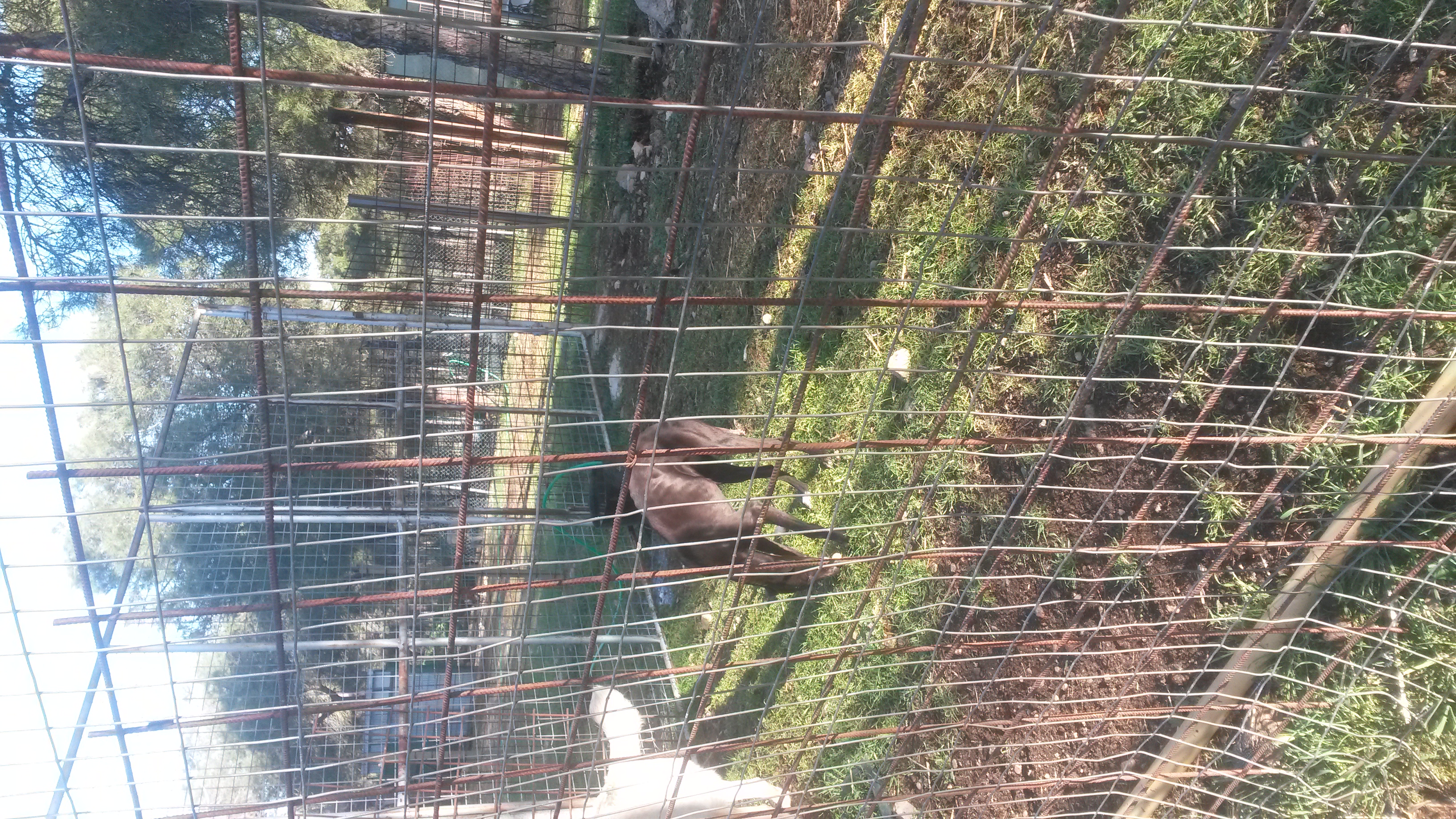 Galgo en adopción 