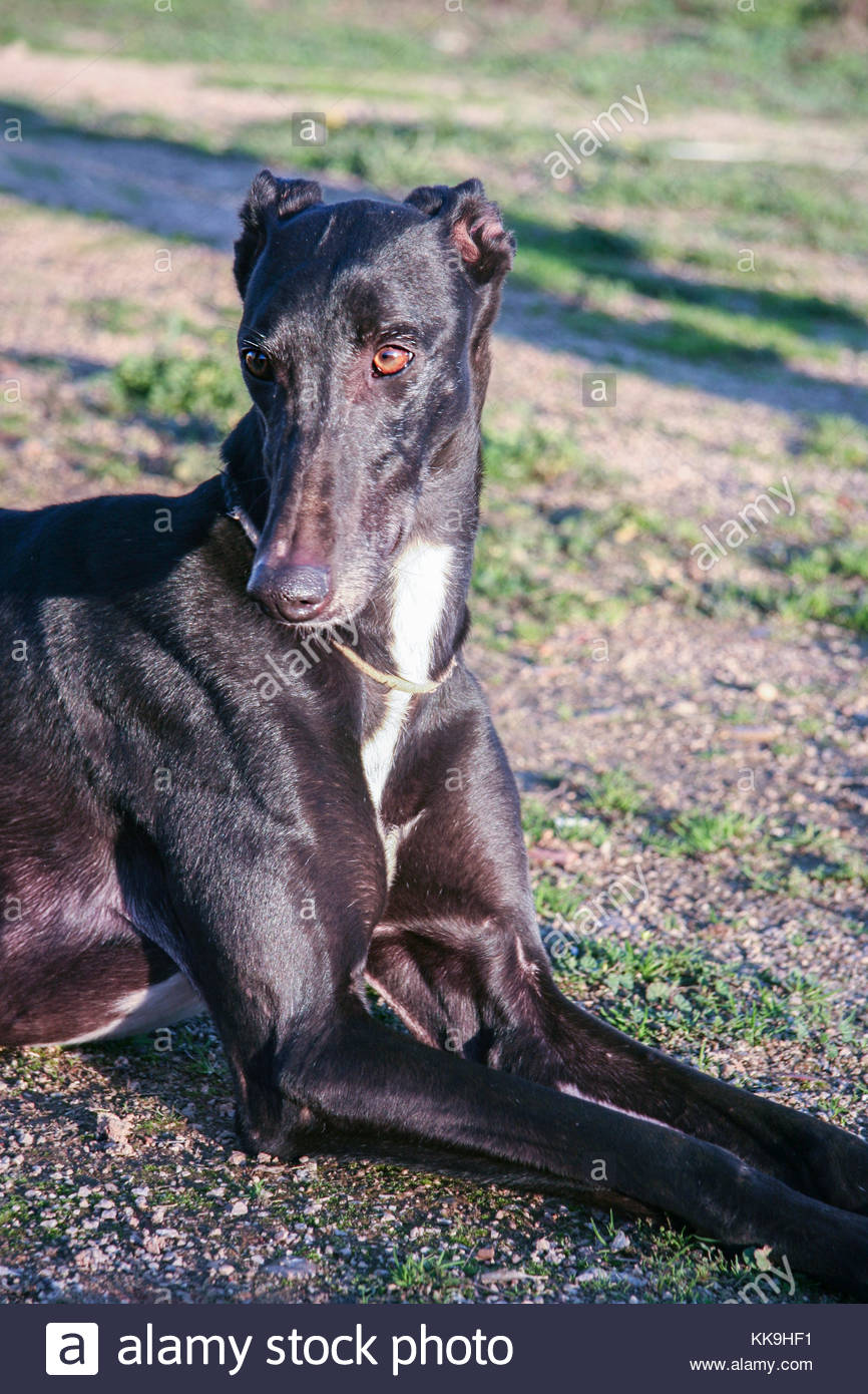 galgo en adopción 