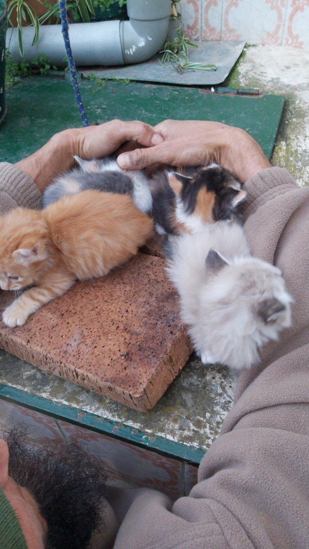 REGALO 4 gatitos preciosos pequeños y 2 grandes Van Turco