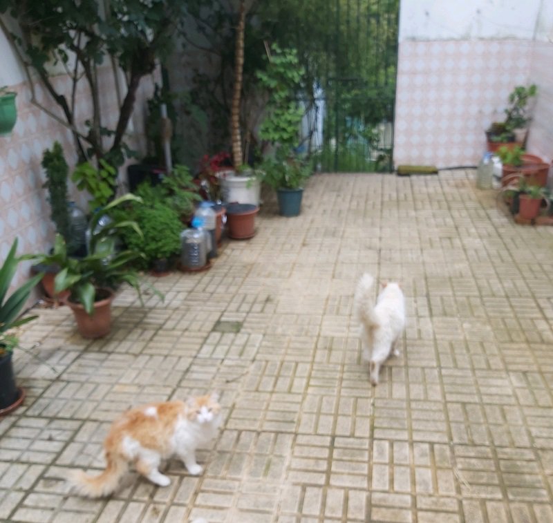 Foto 2 de REGALO 4 gatitos preciosos pequeños y 2 grandes Van Turco