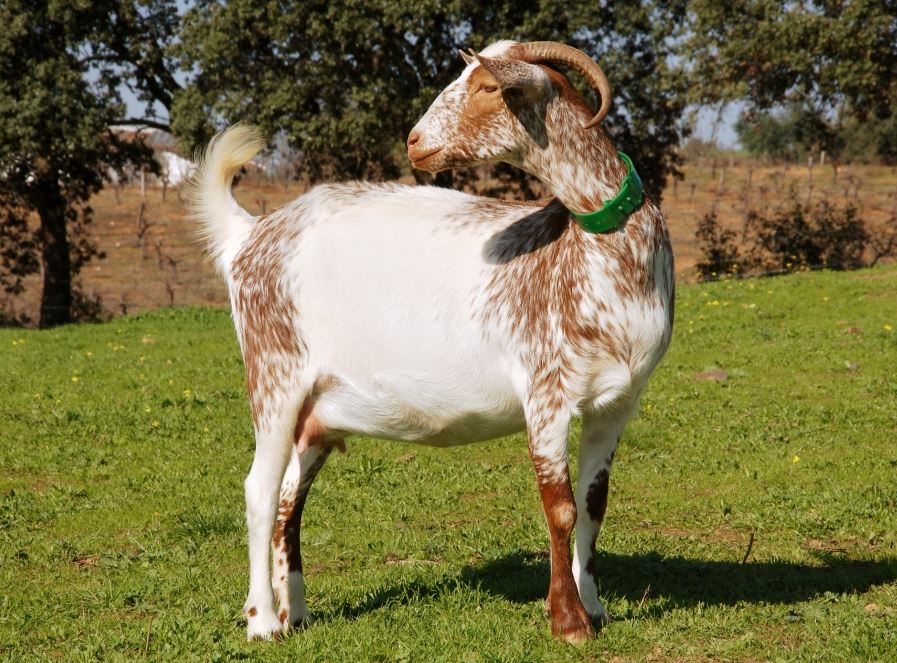 Vendo tres Cabras y macho