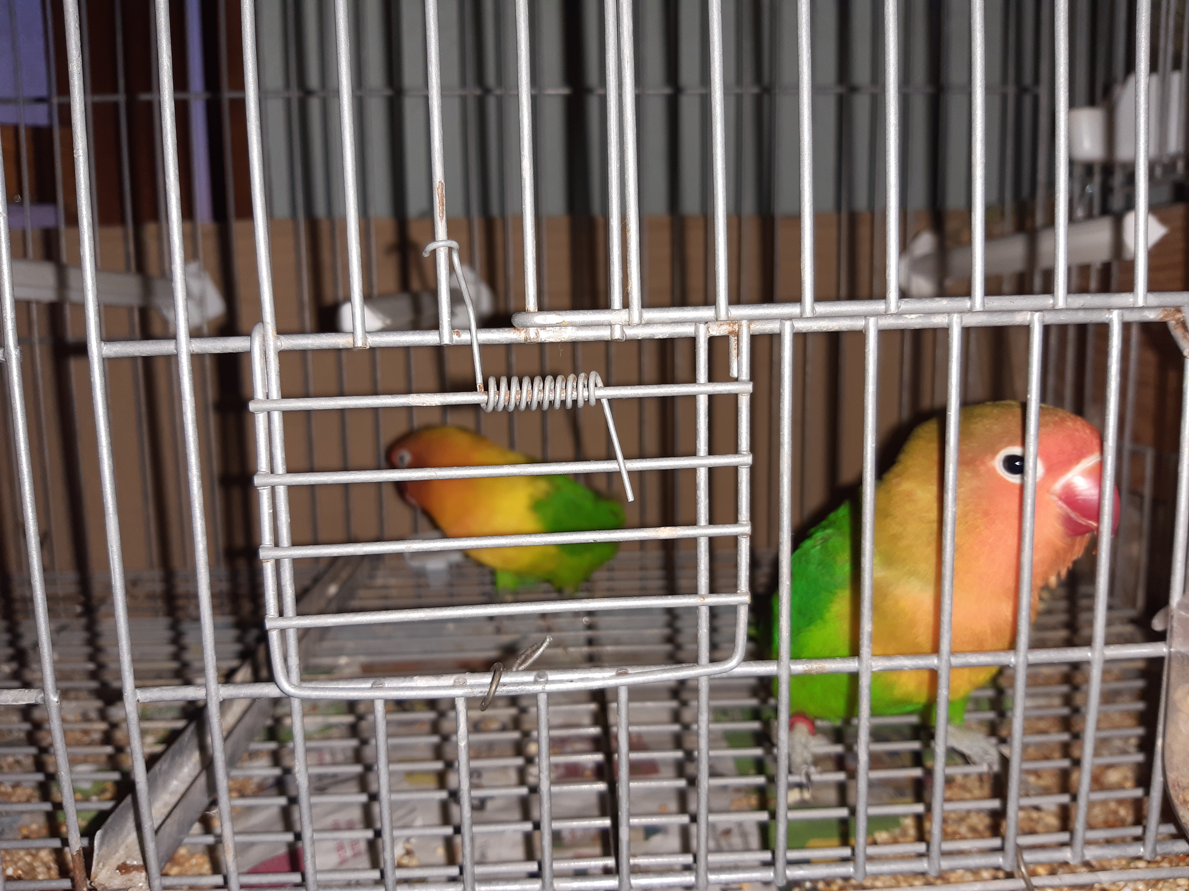 Se vende pareja de agapornis