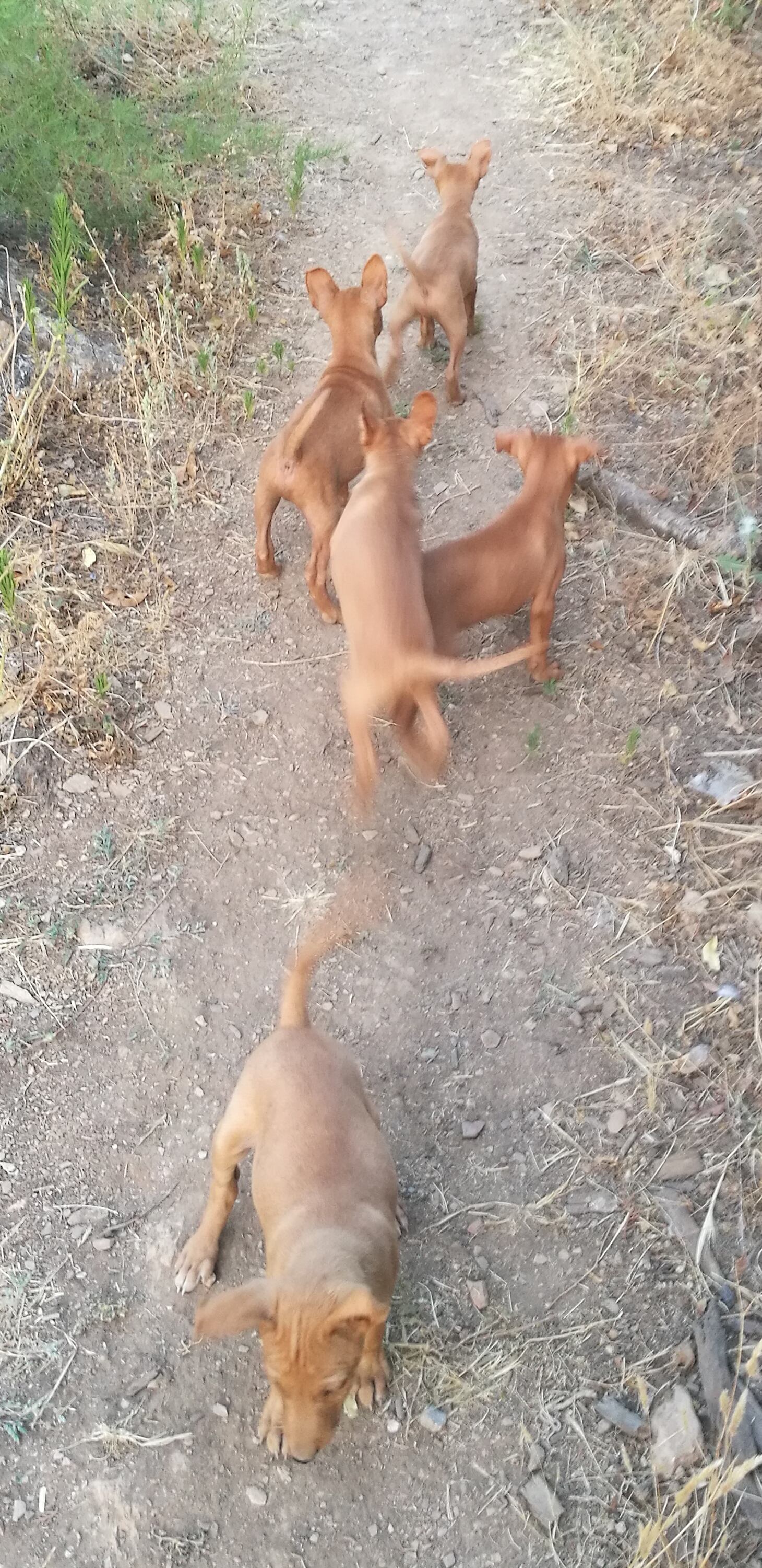 Se vende camada de podenco andaluz