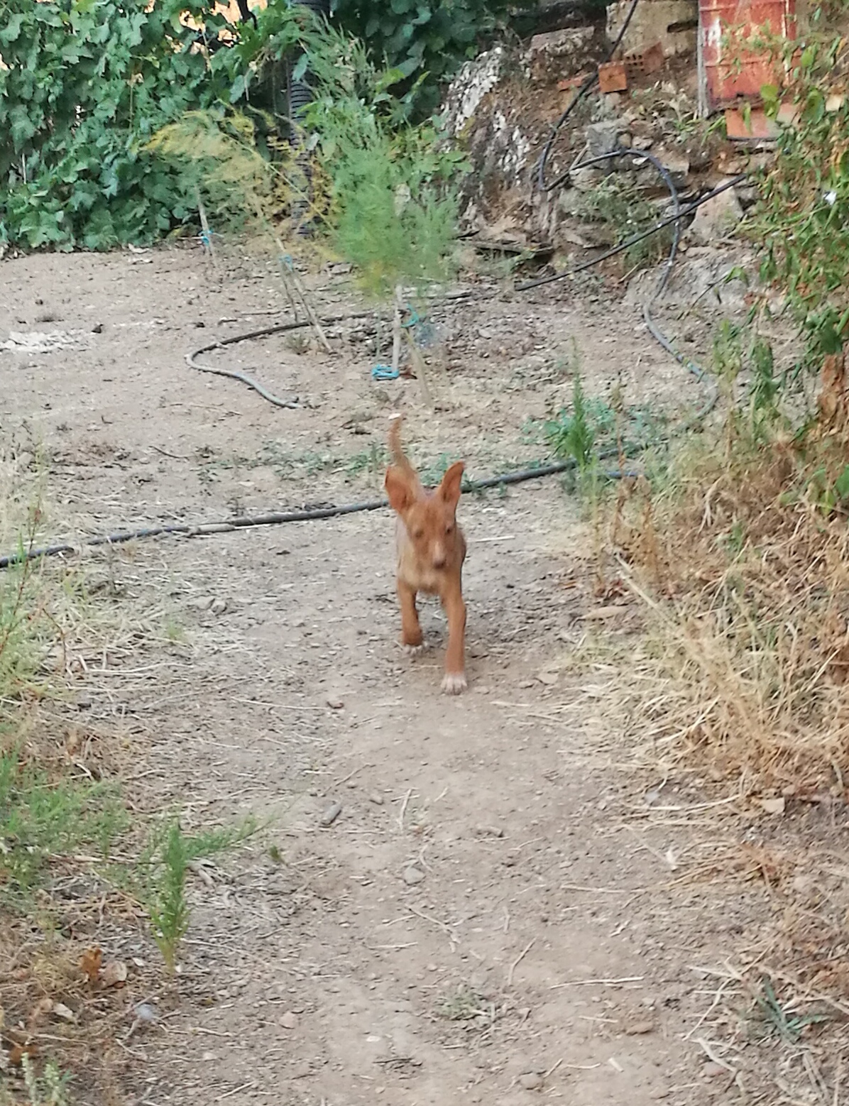 Foto 2 de Se vende camada de podenco andaluz