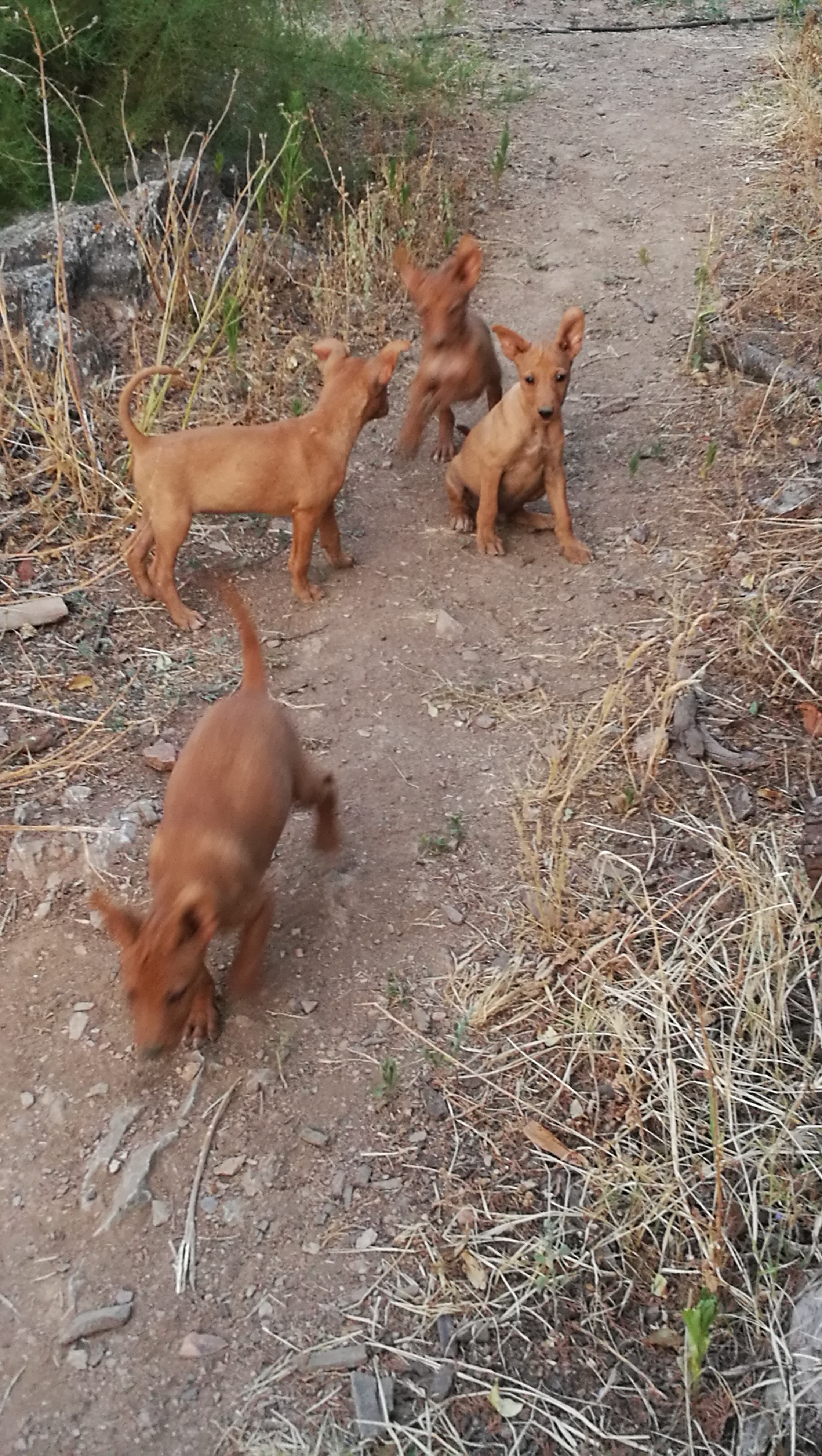 Foto 3 de Se vende camada de podenco andaluz