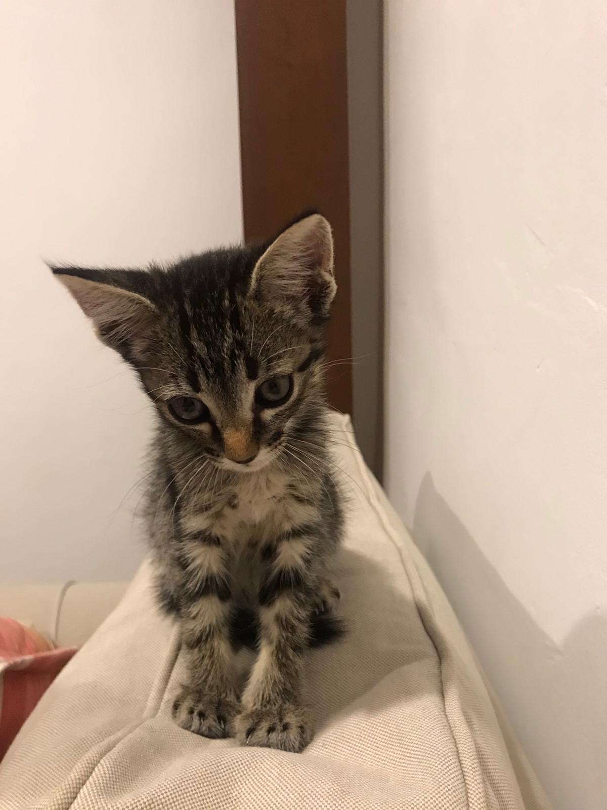 GATITO EN ADOPCIÓN