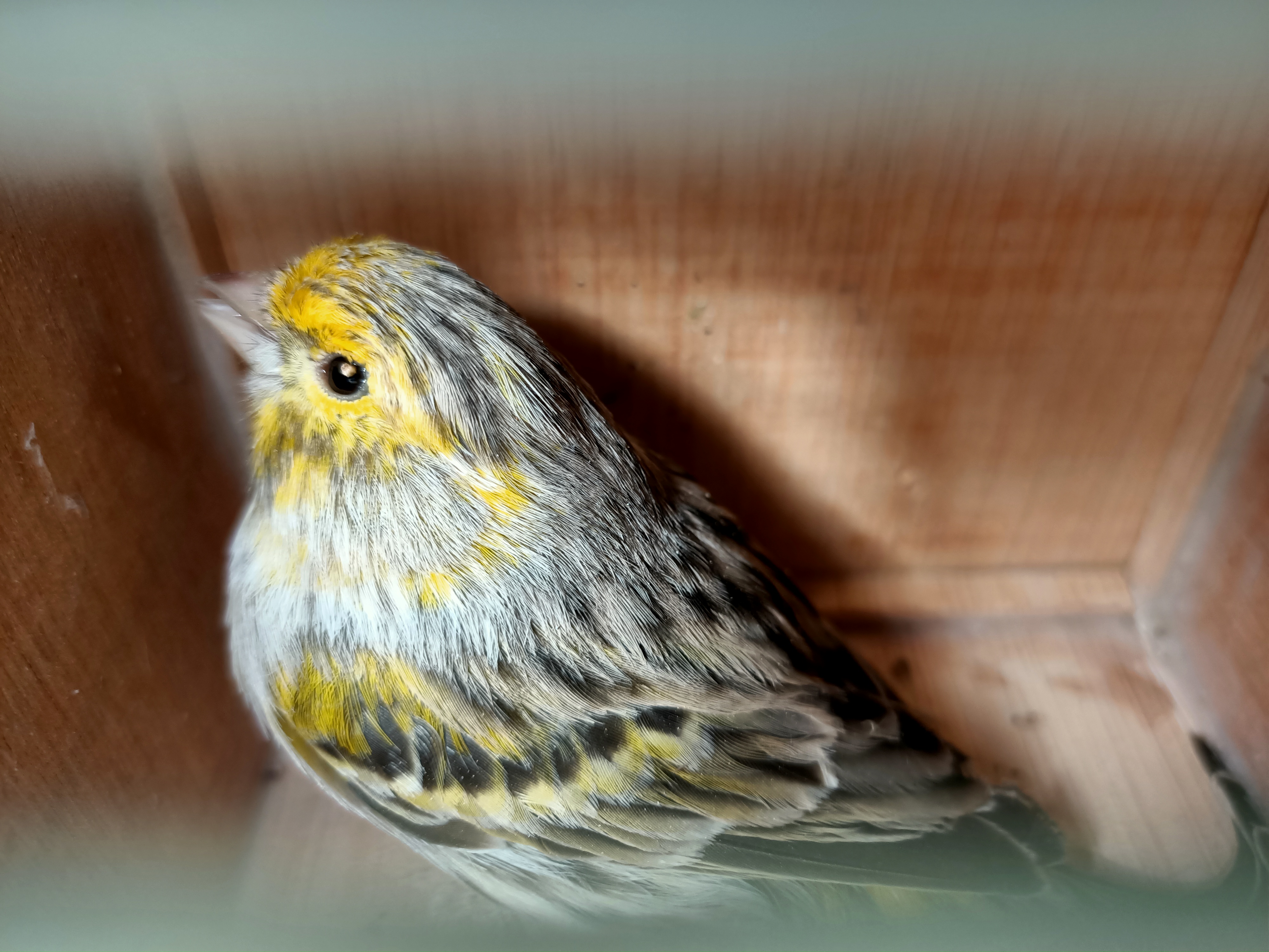 Canarios ágata amarillo mosaico