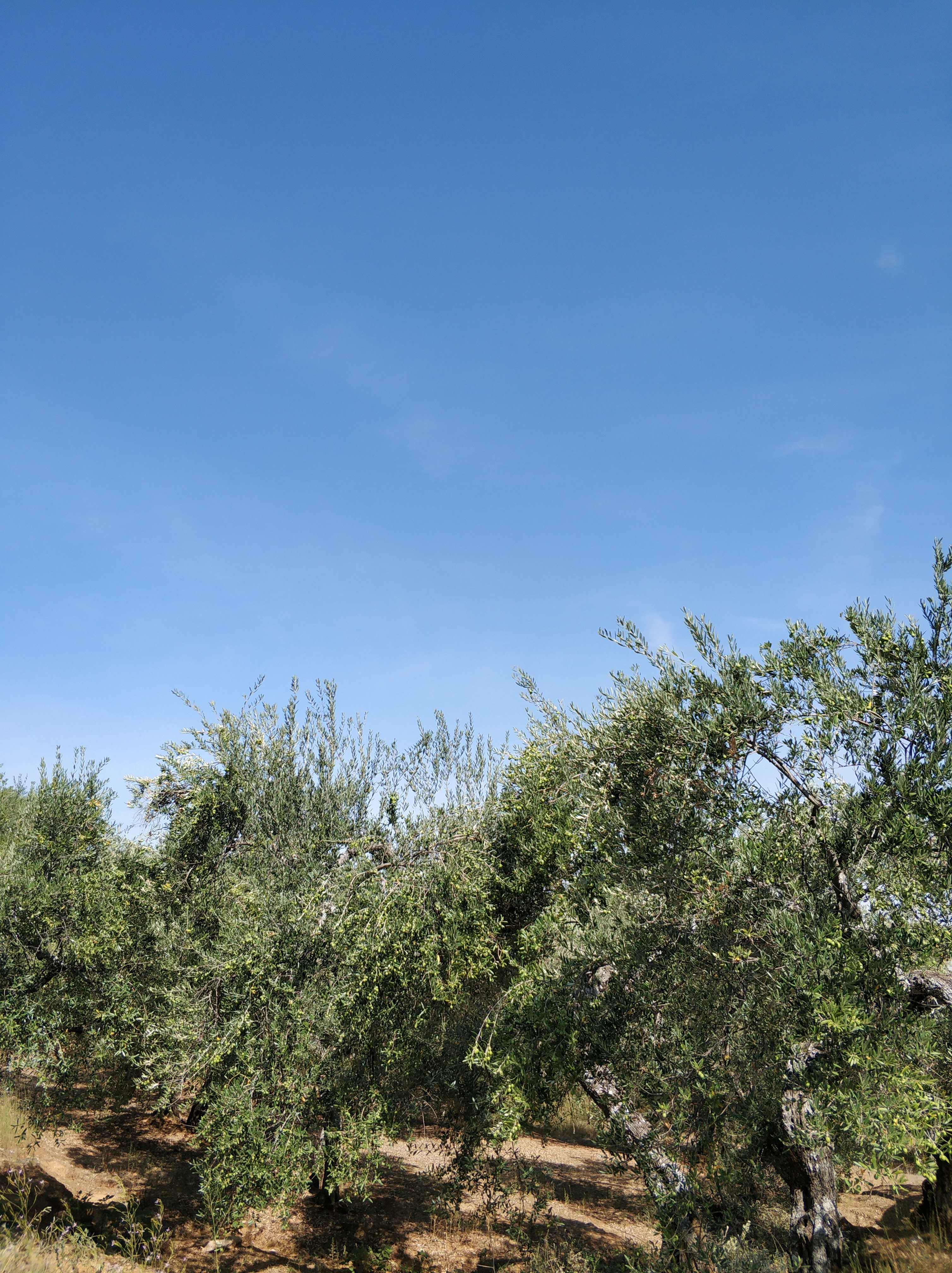 Venta de olivar