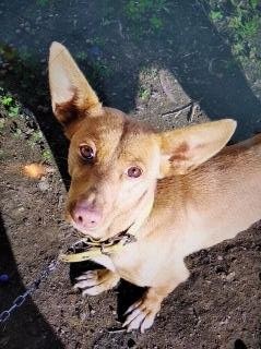 SE VENDE PODENCA MANETA PURA CON 2 AÑOS