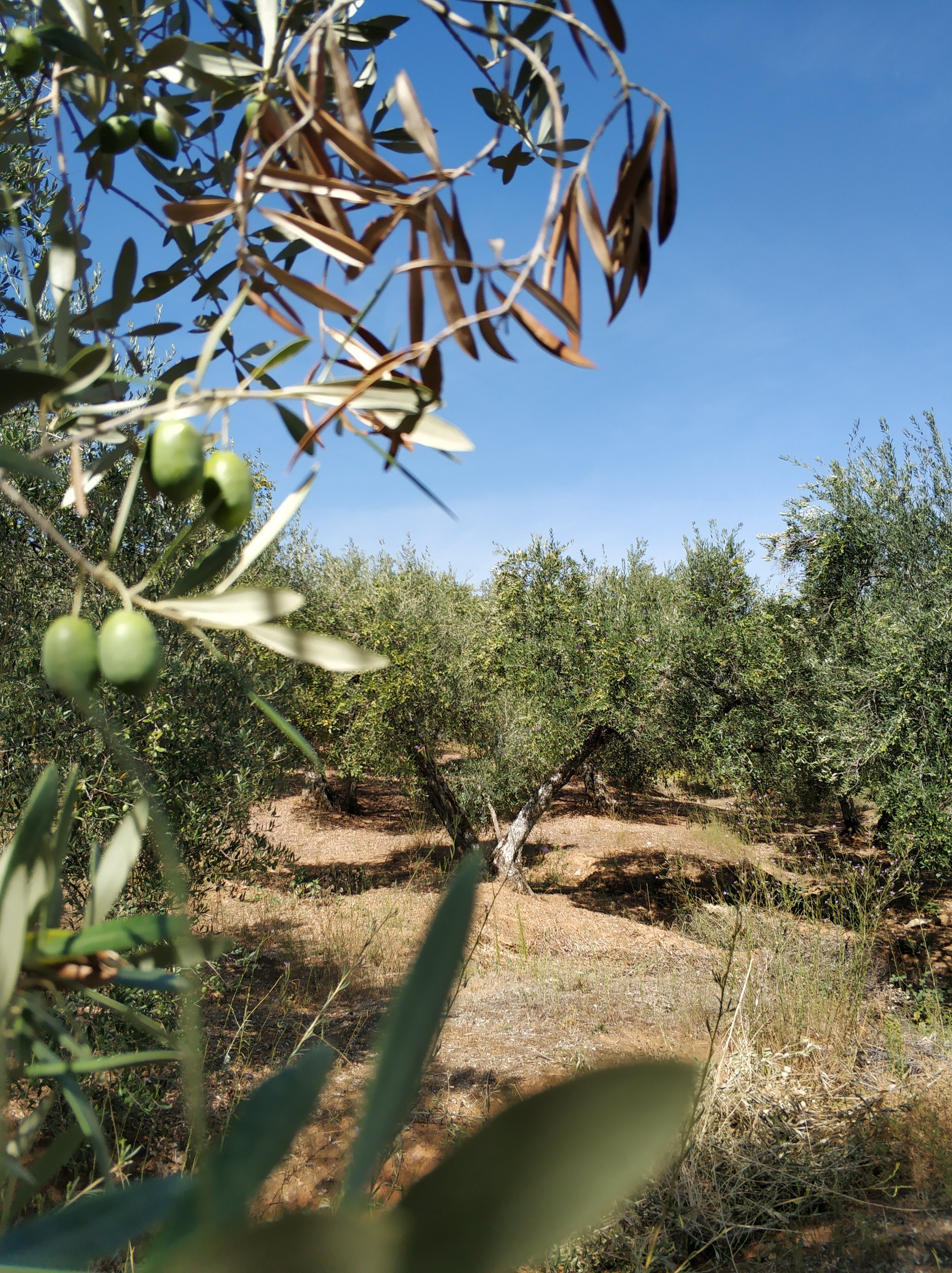 venta de parcela de olivos