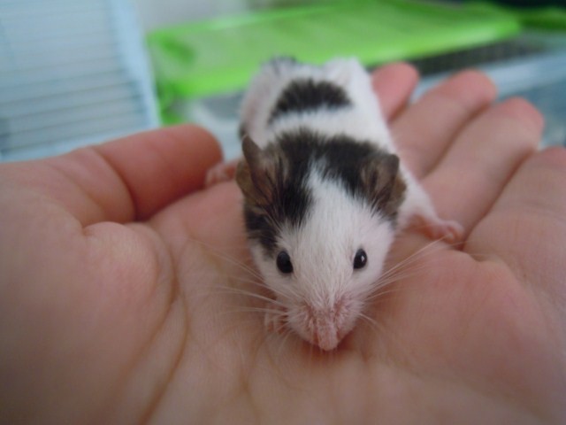 raton  manchado