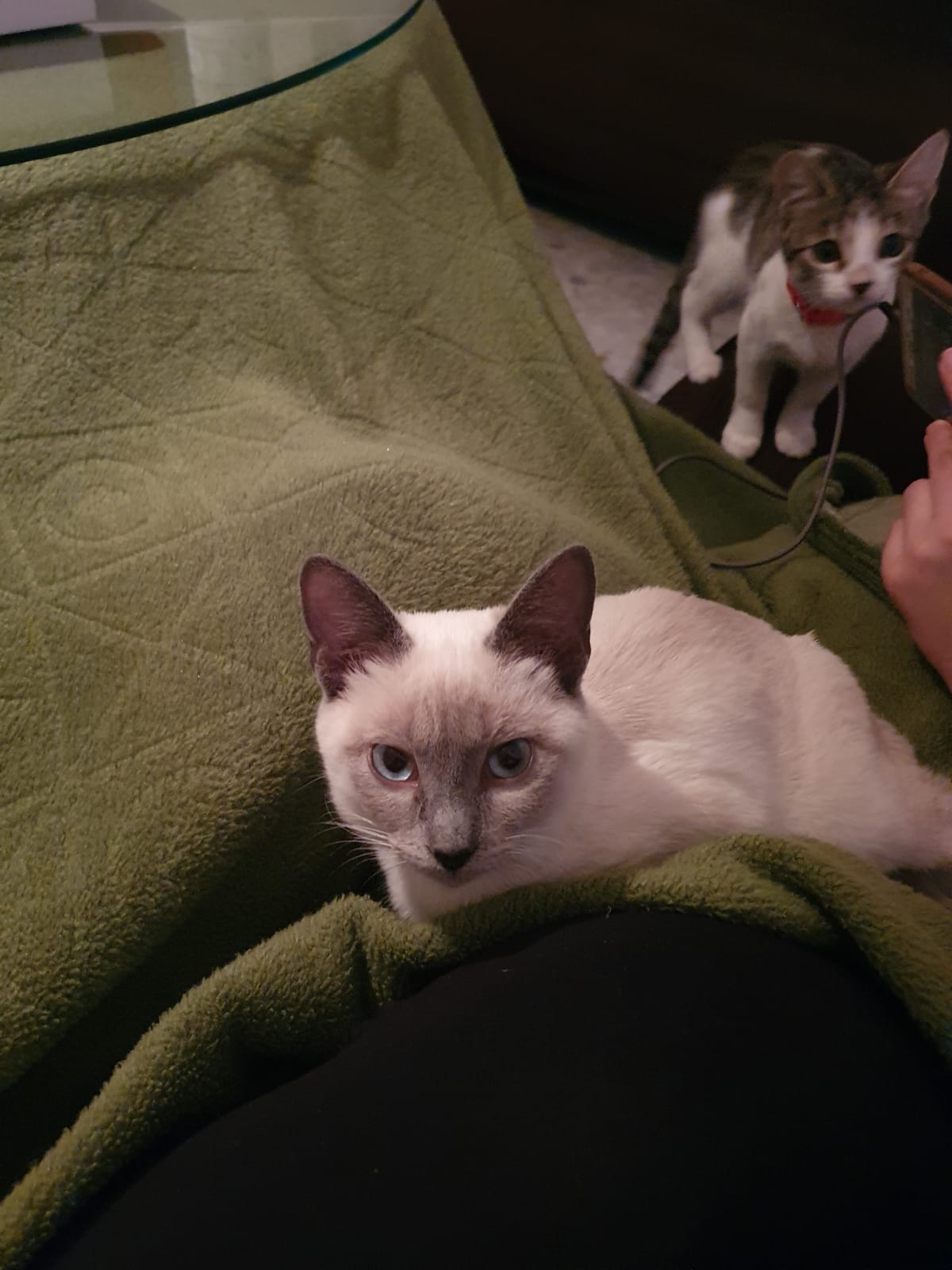 Gatas en adopción!!