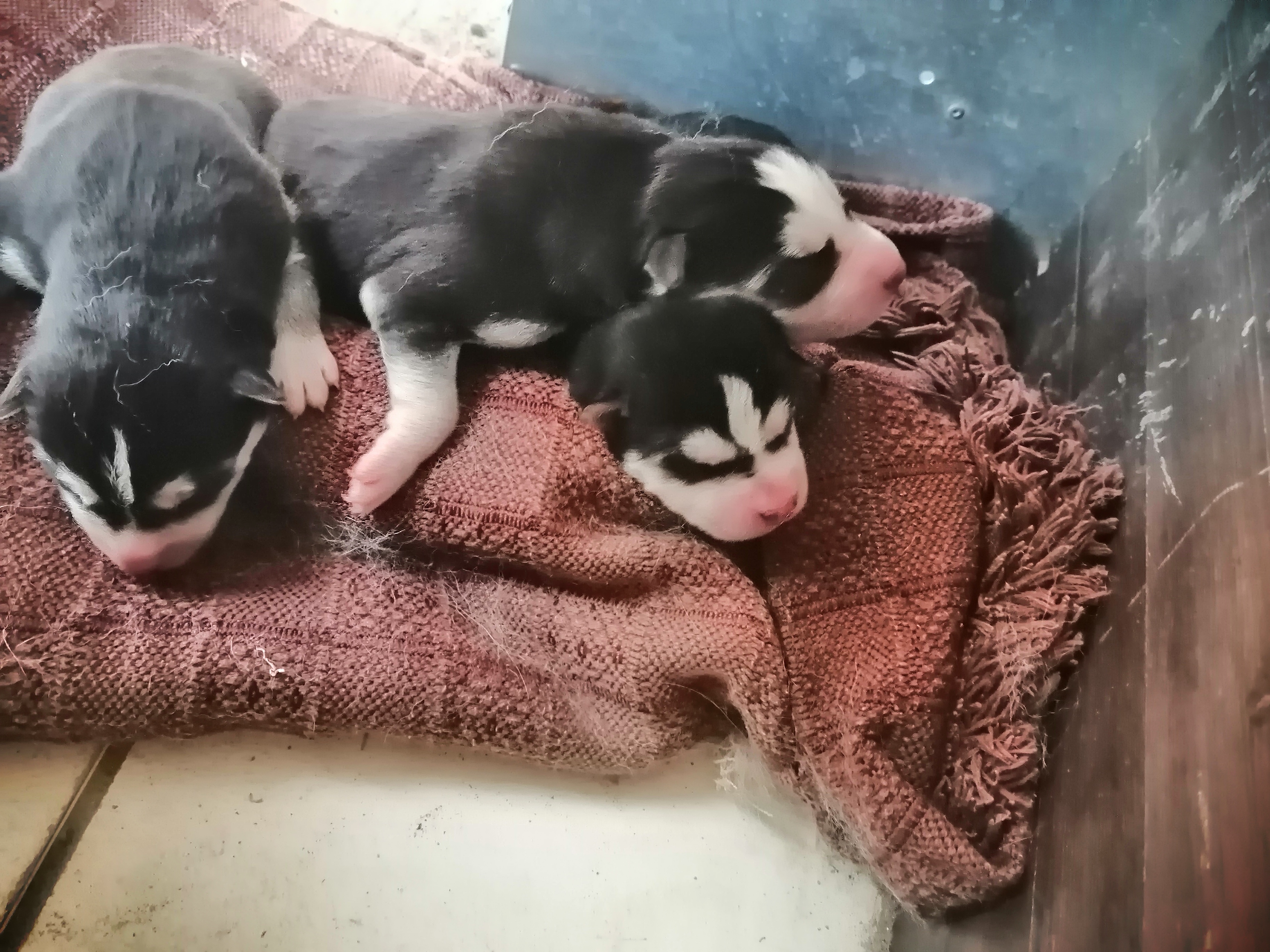Cachorros husky