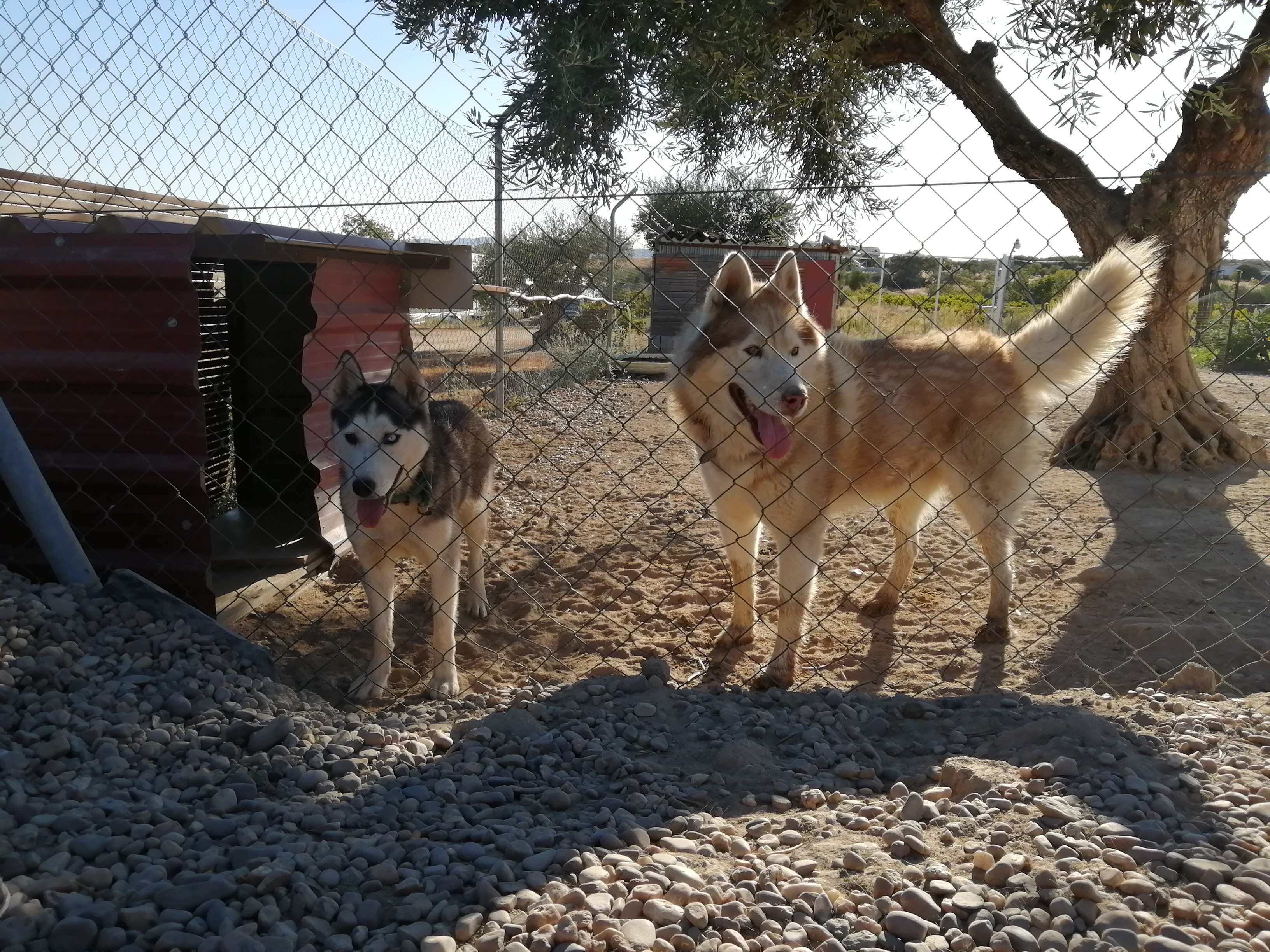 Foto 5 de Cachorros husky