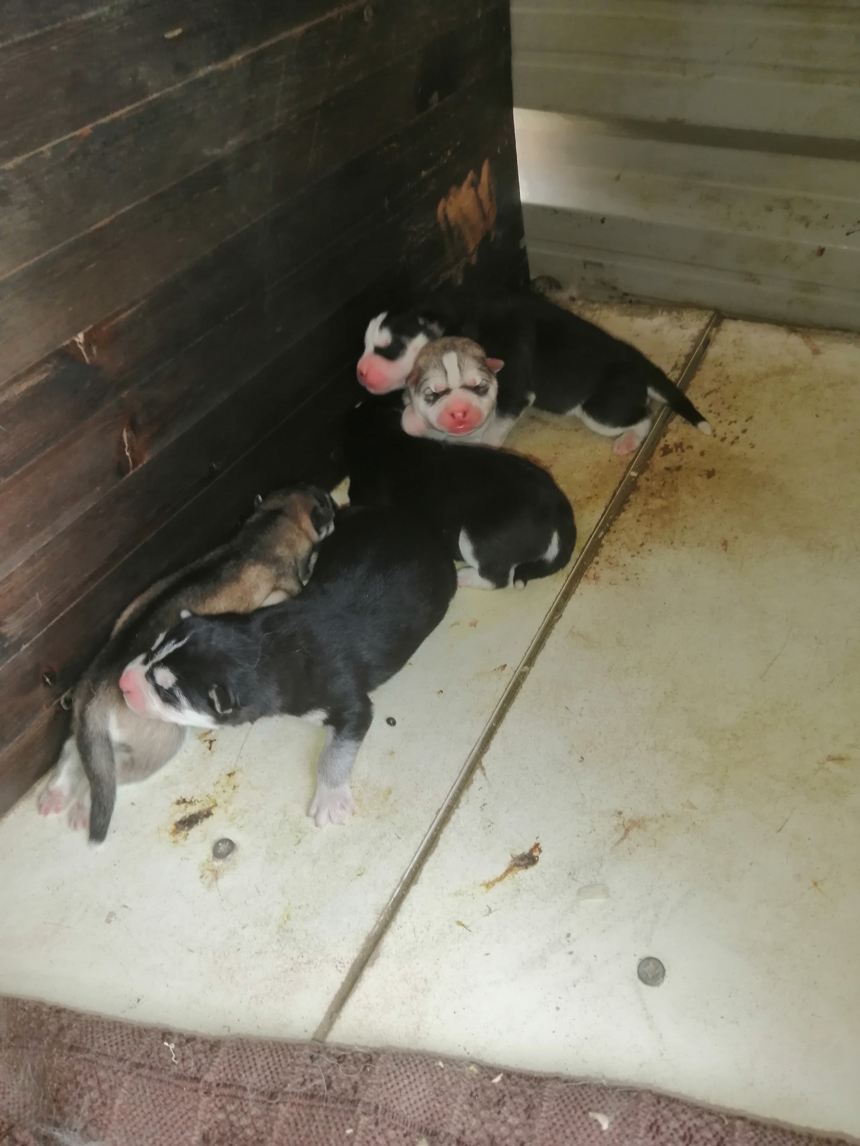 Foto 6 de Cachorros husky