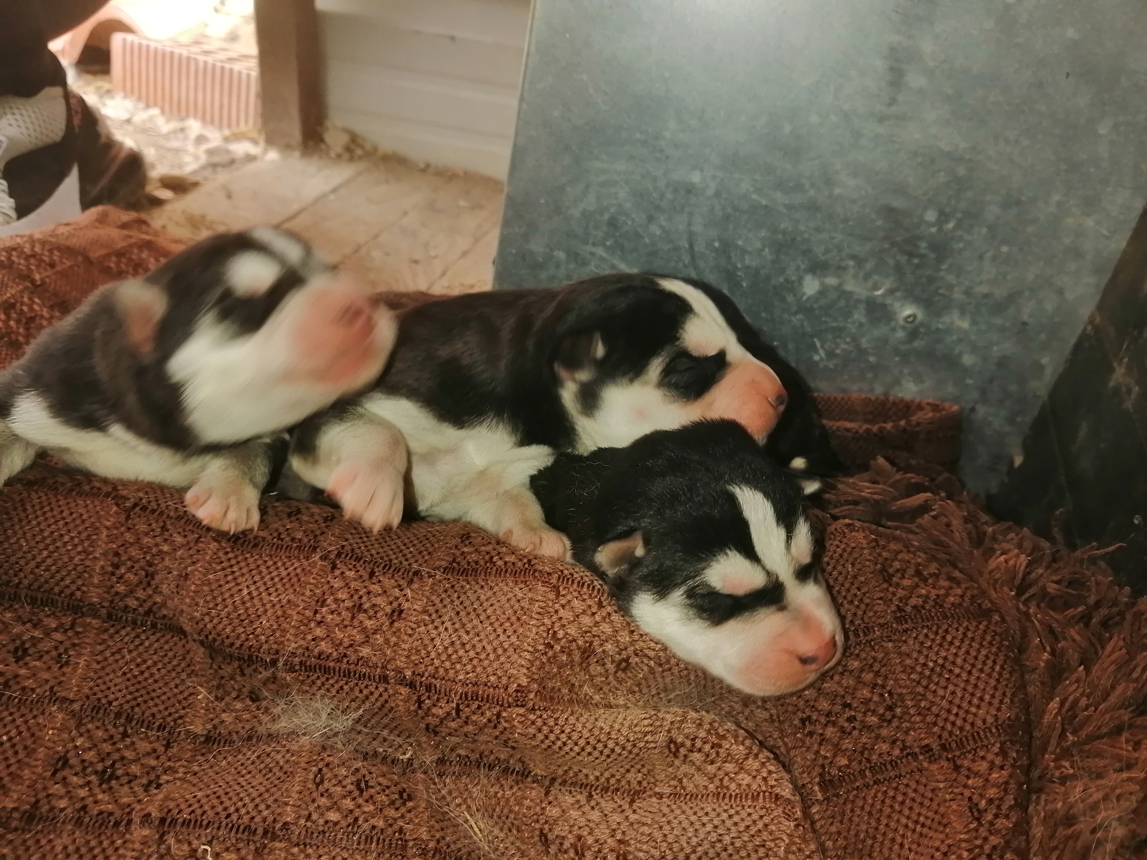 Foto 7 de Cachorros husky