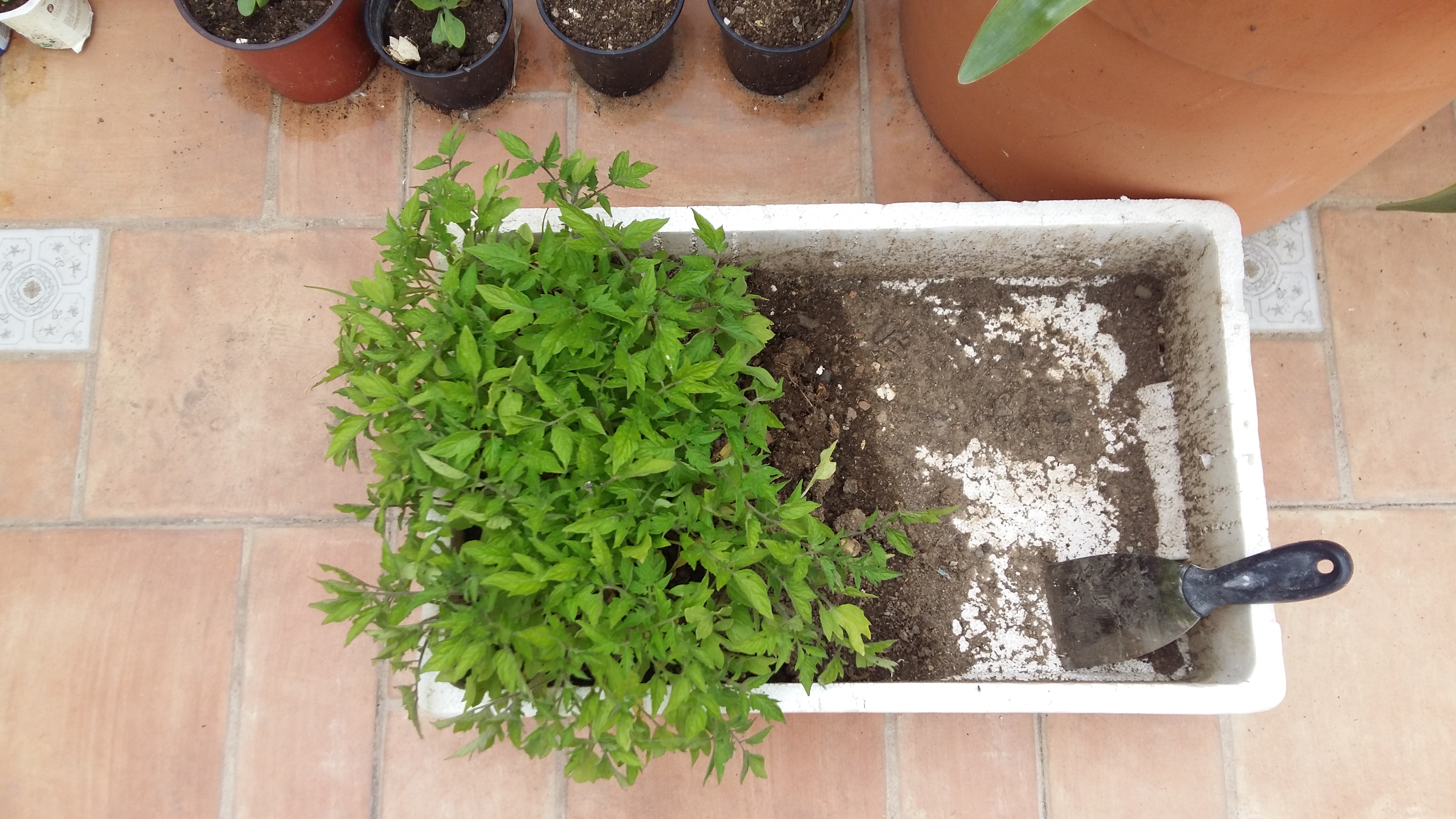 plantera tomate roma pera