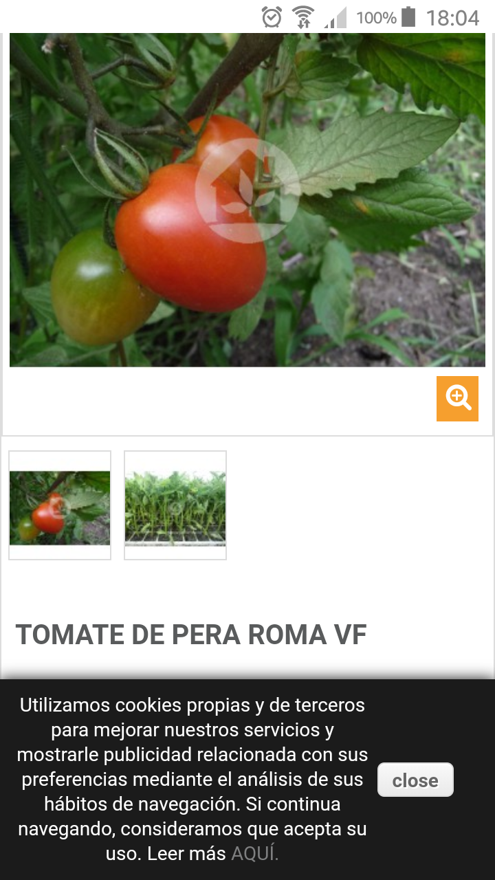 Foto 2 de plantera tomate roma pera