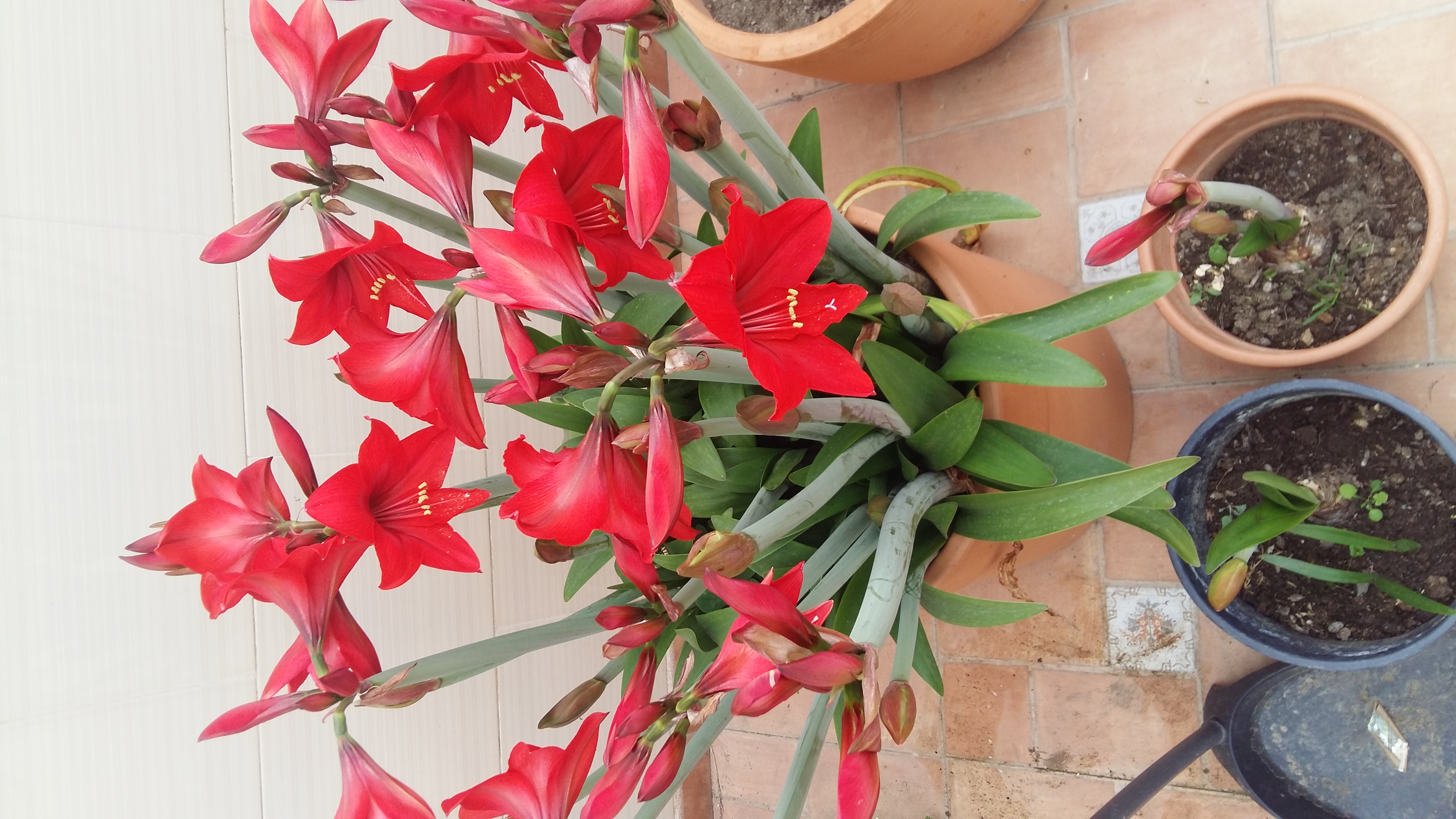 bulbo enraizado de amaryllis roja gigante 