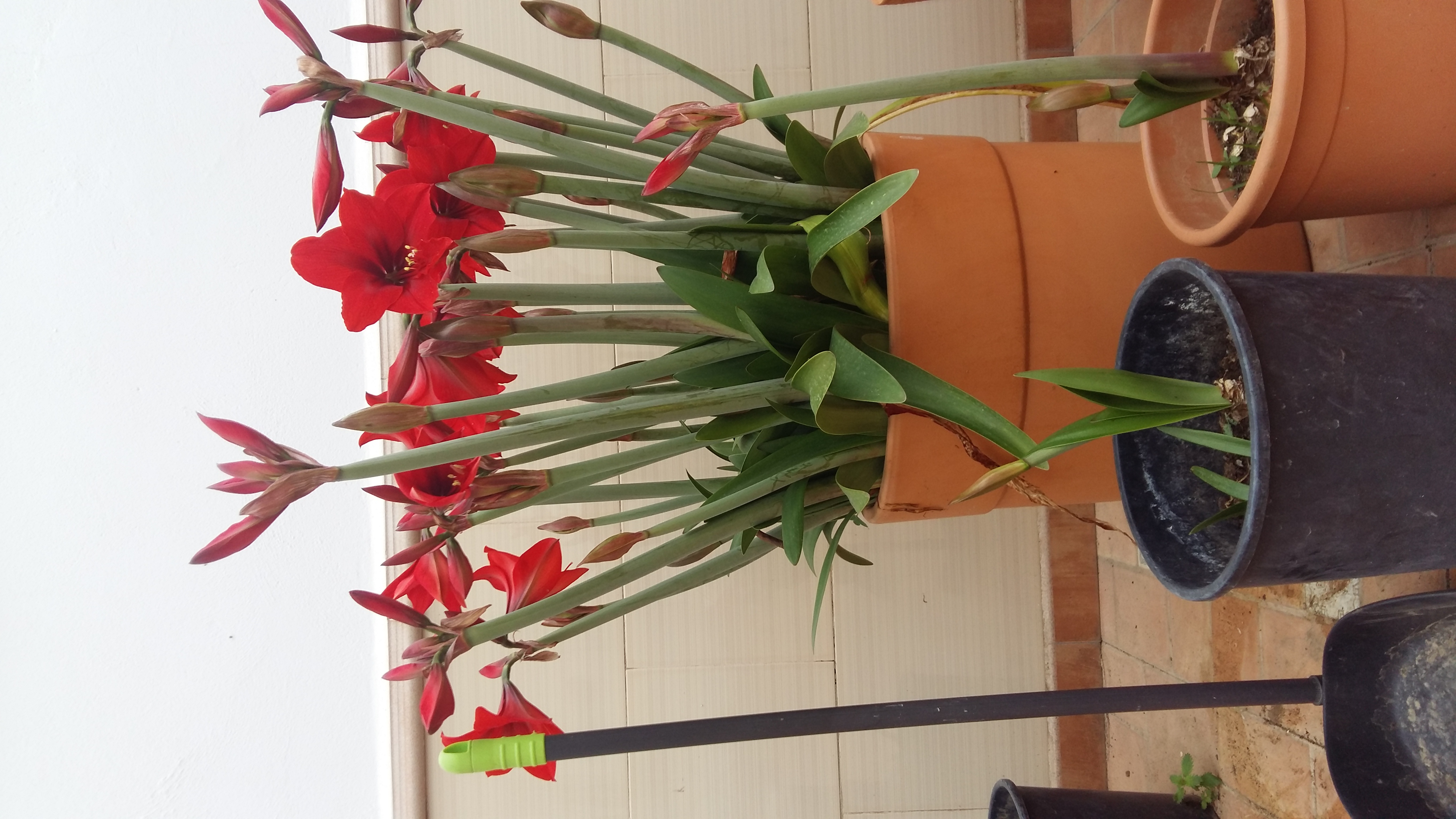Foto 2 de bulbo enraizado de amaryllis roja gigante 