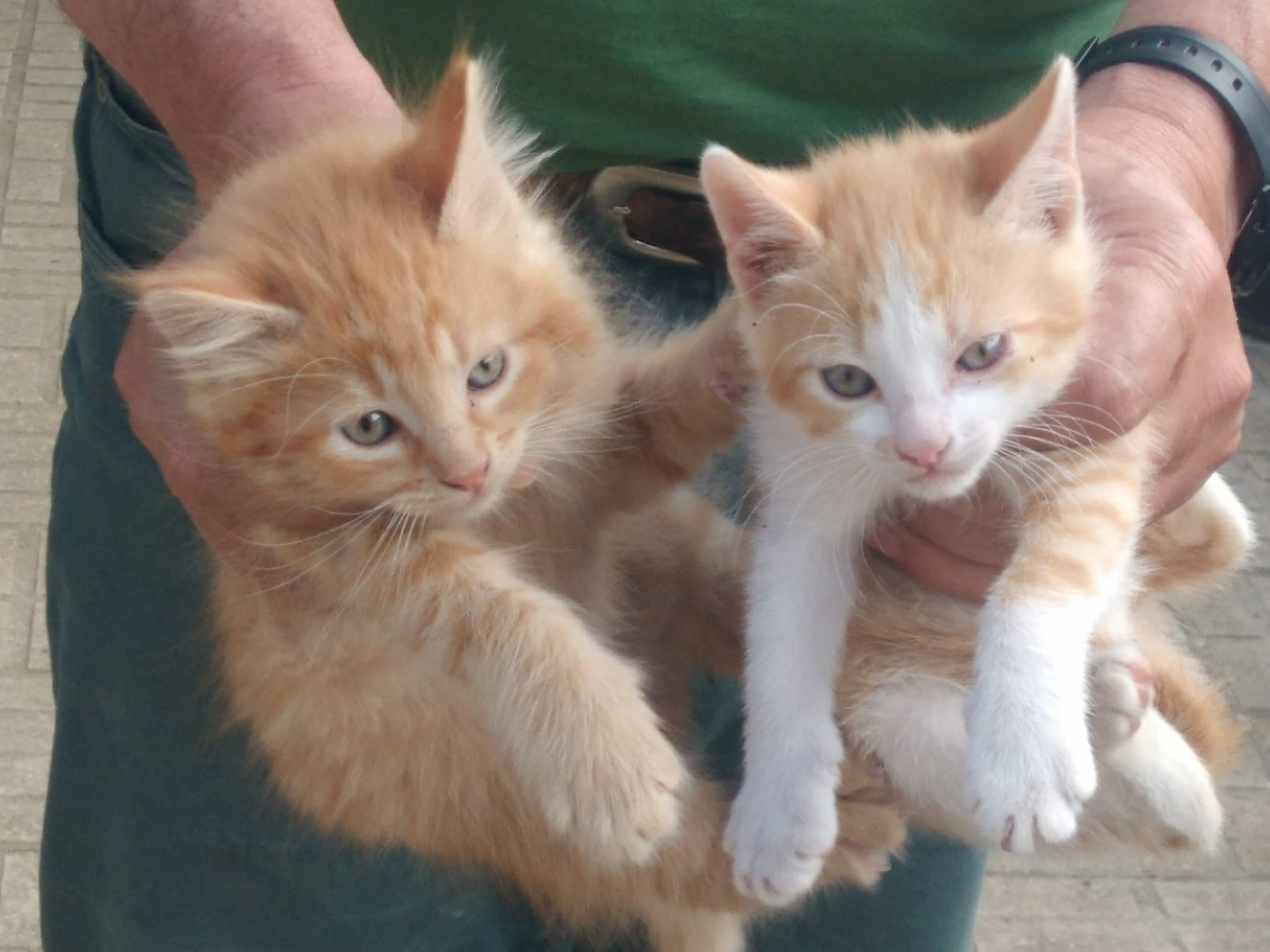 Tengo dos gatitos hermosos