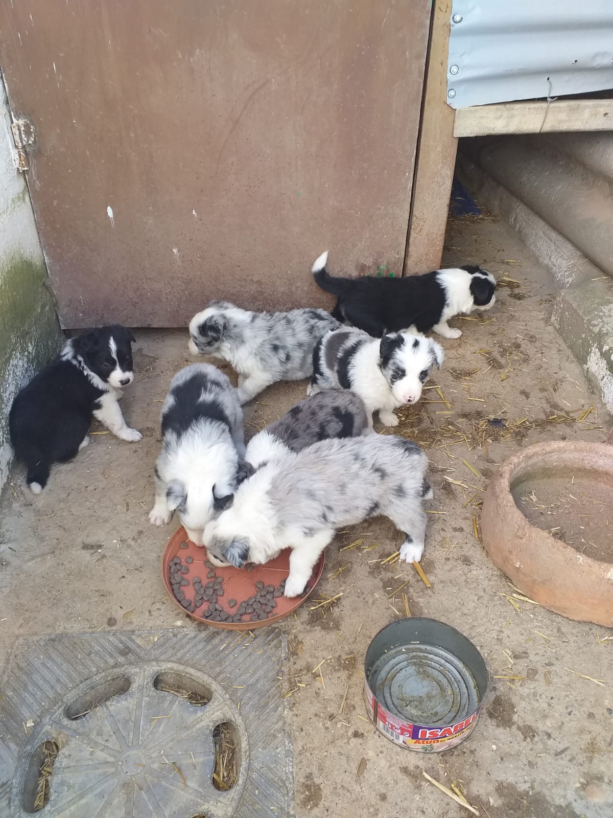 Se vende camada border collie 