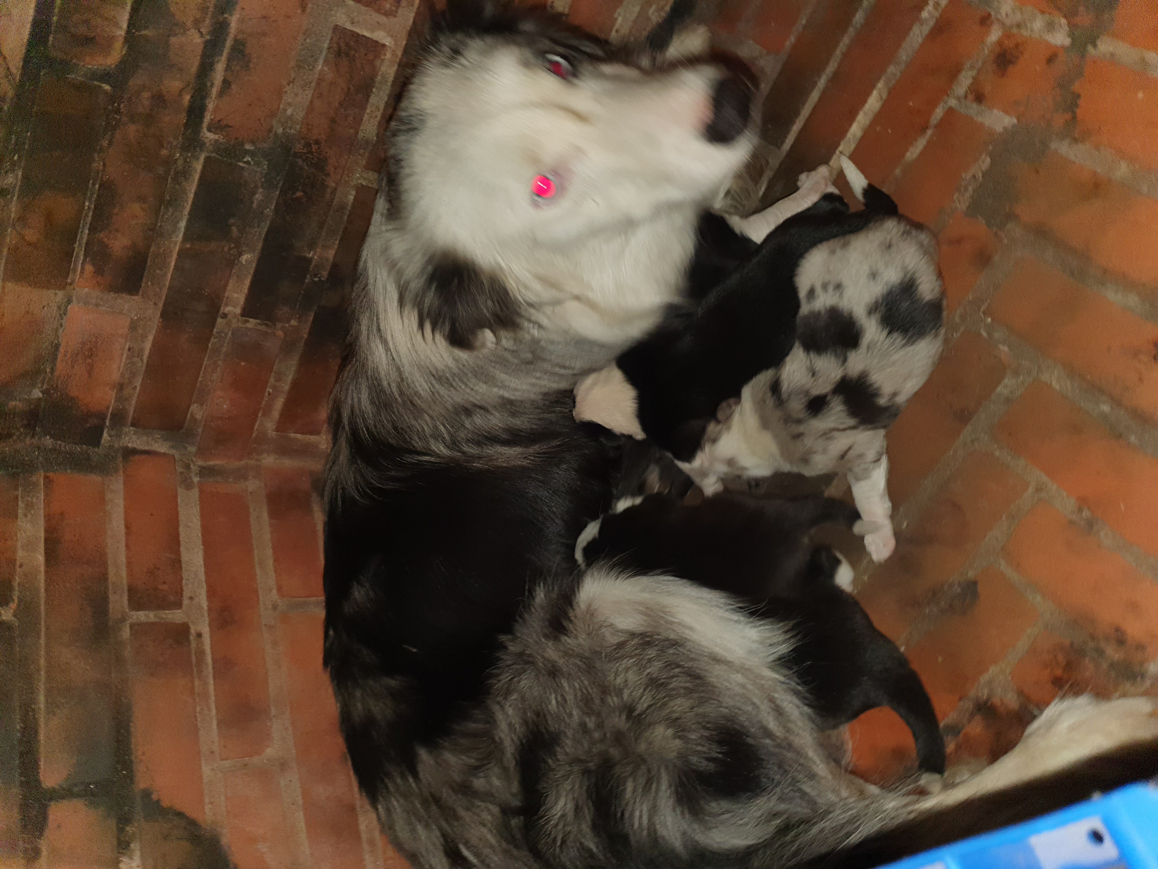 Venta de cachorros bordes collies