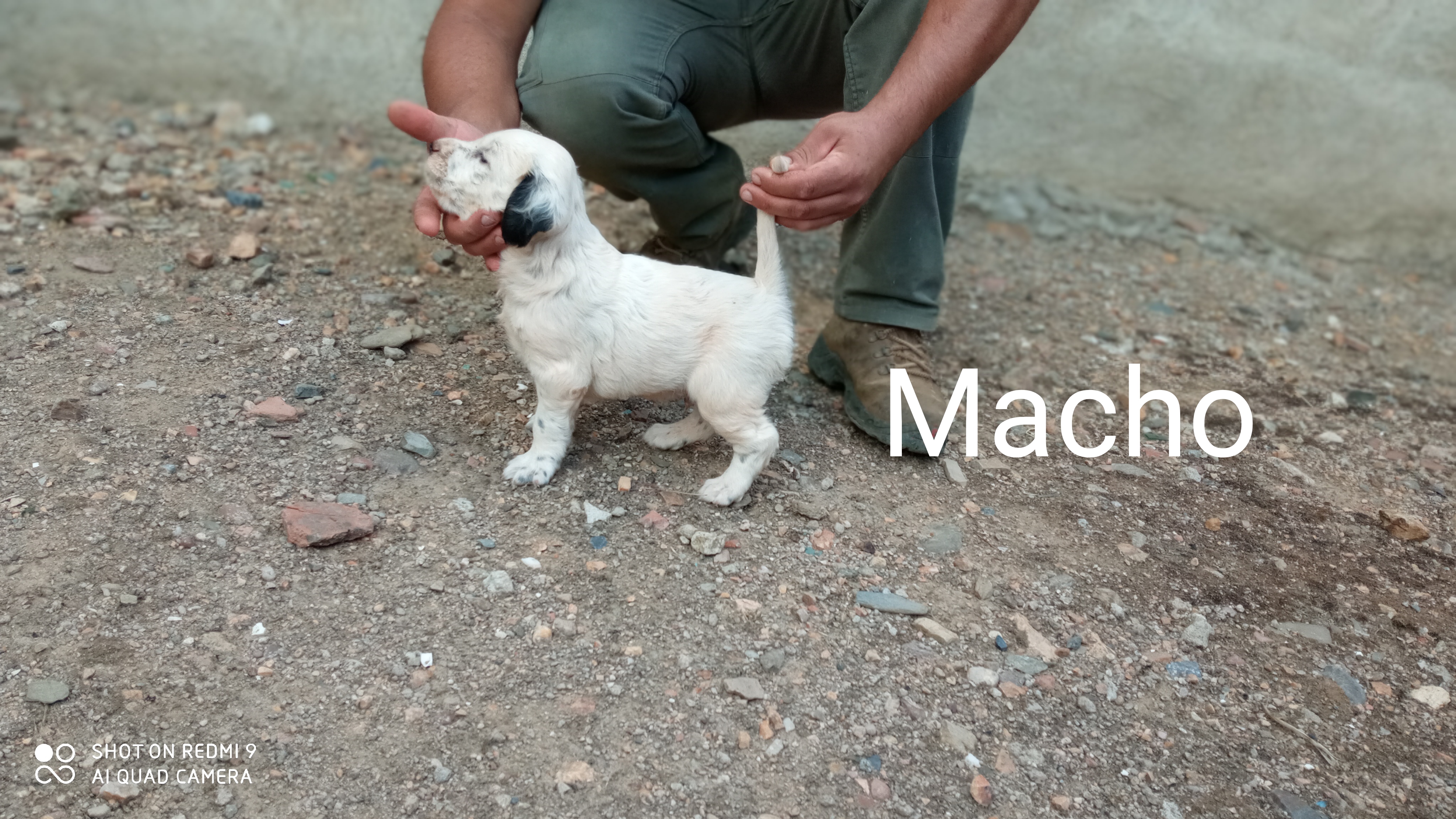 Cachorros de setter ingles