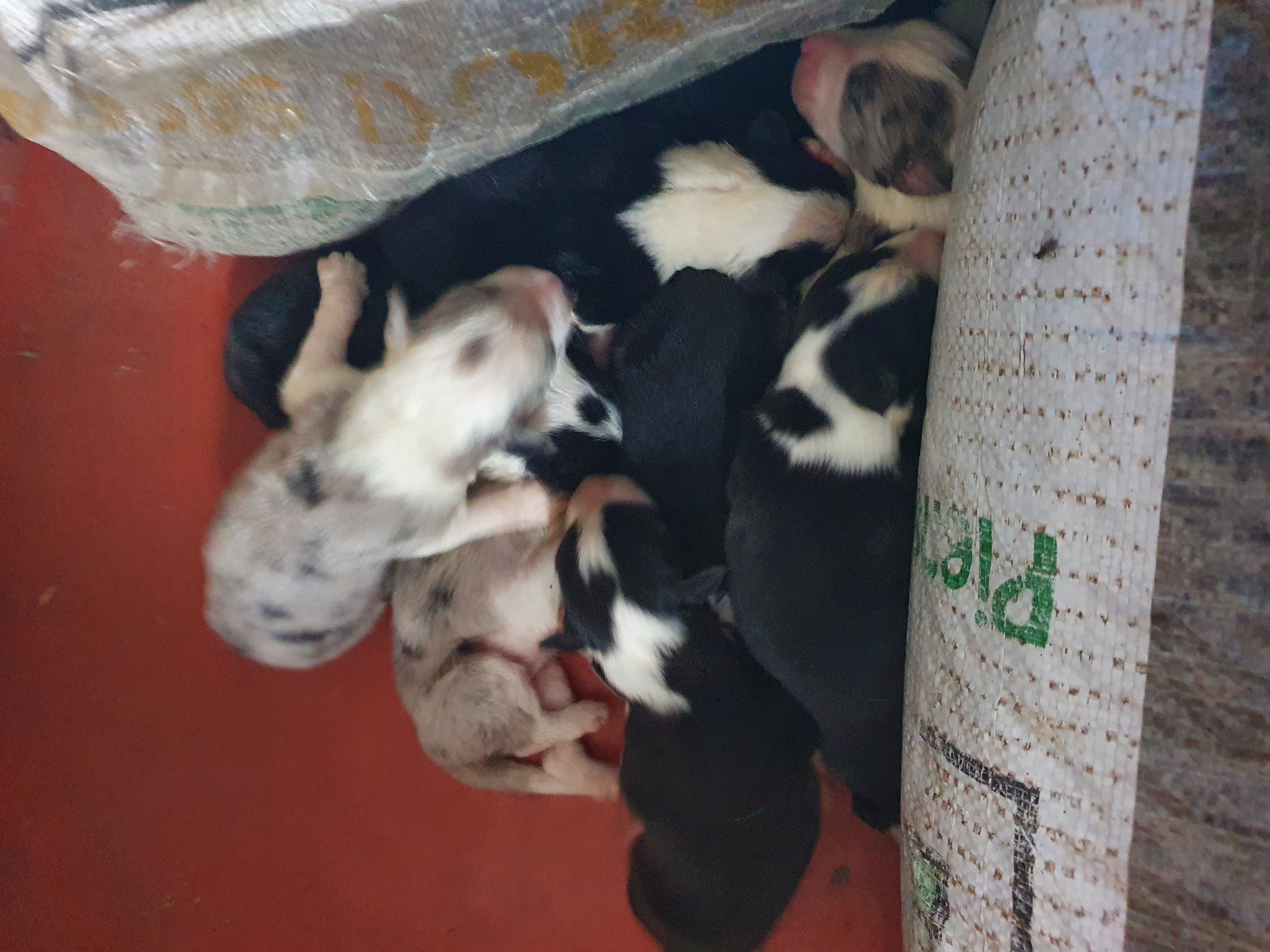 Venta de cachorros bordes collies