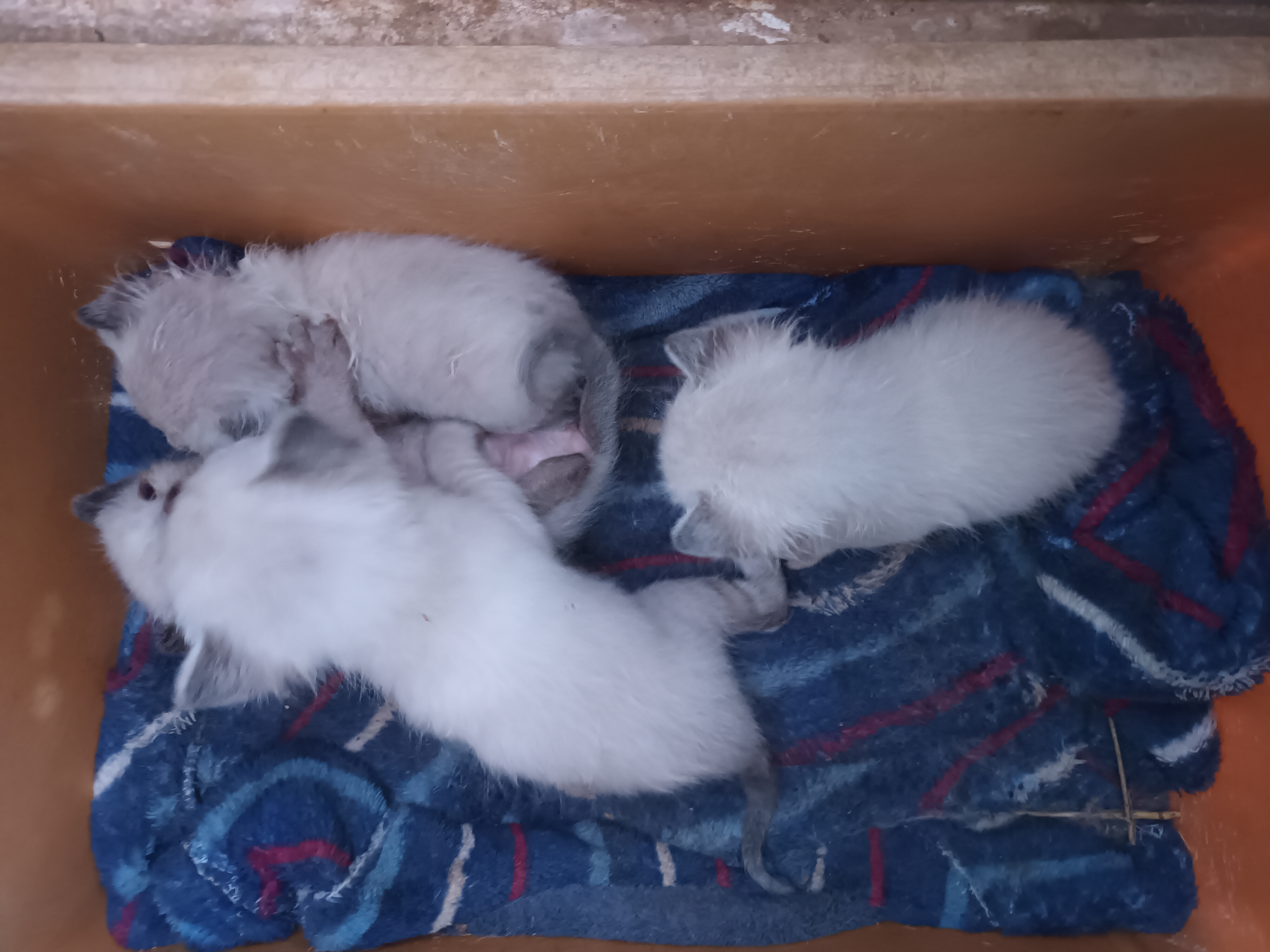 Foto 2 de Se venden gatitos siameses 