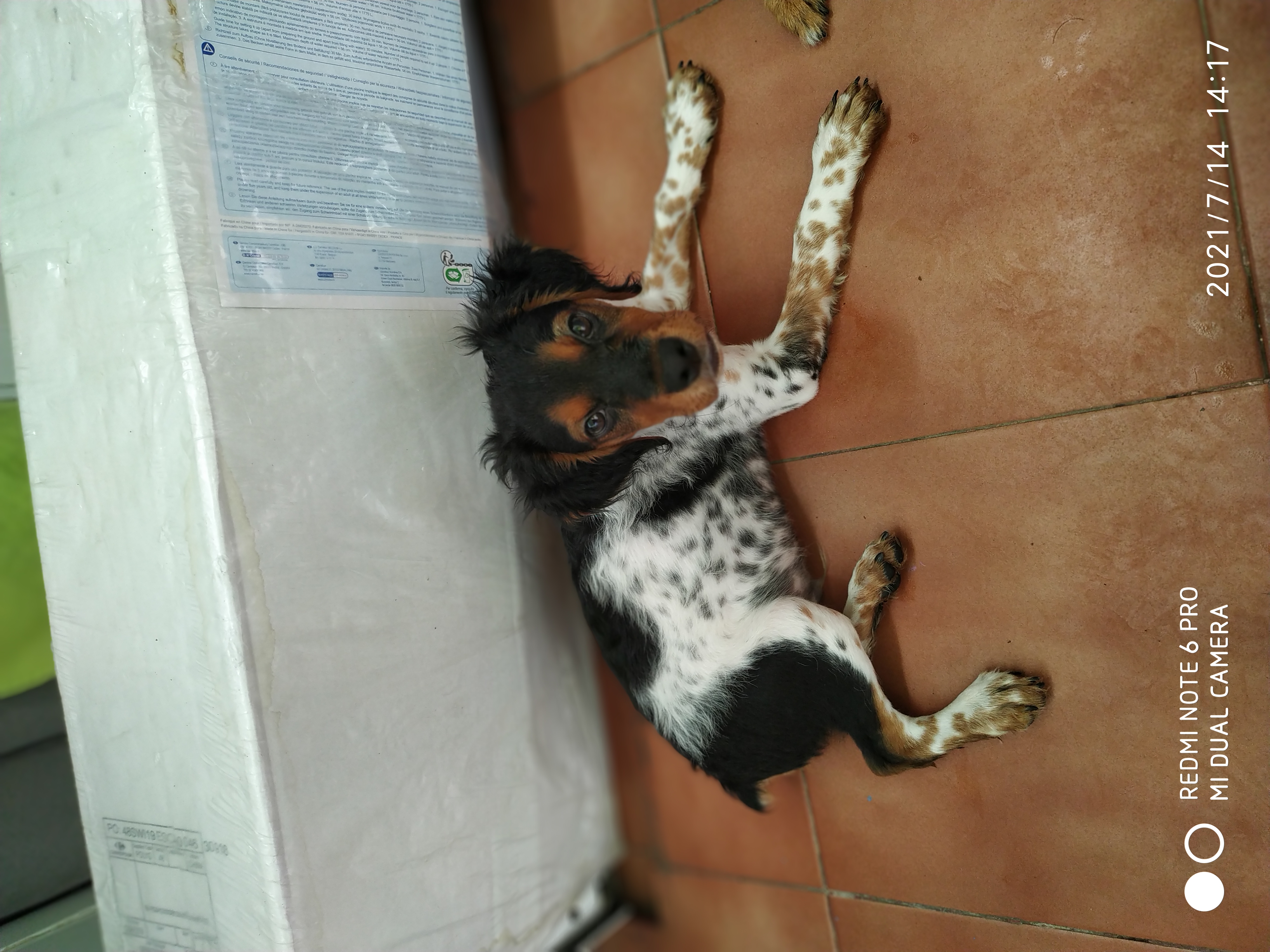 Mini Bretón macho