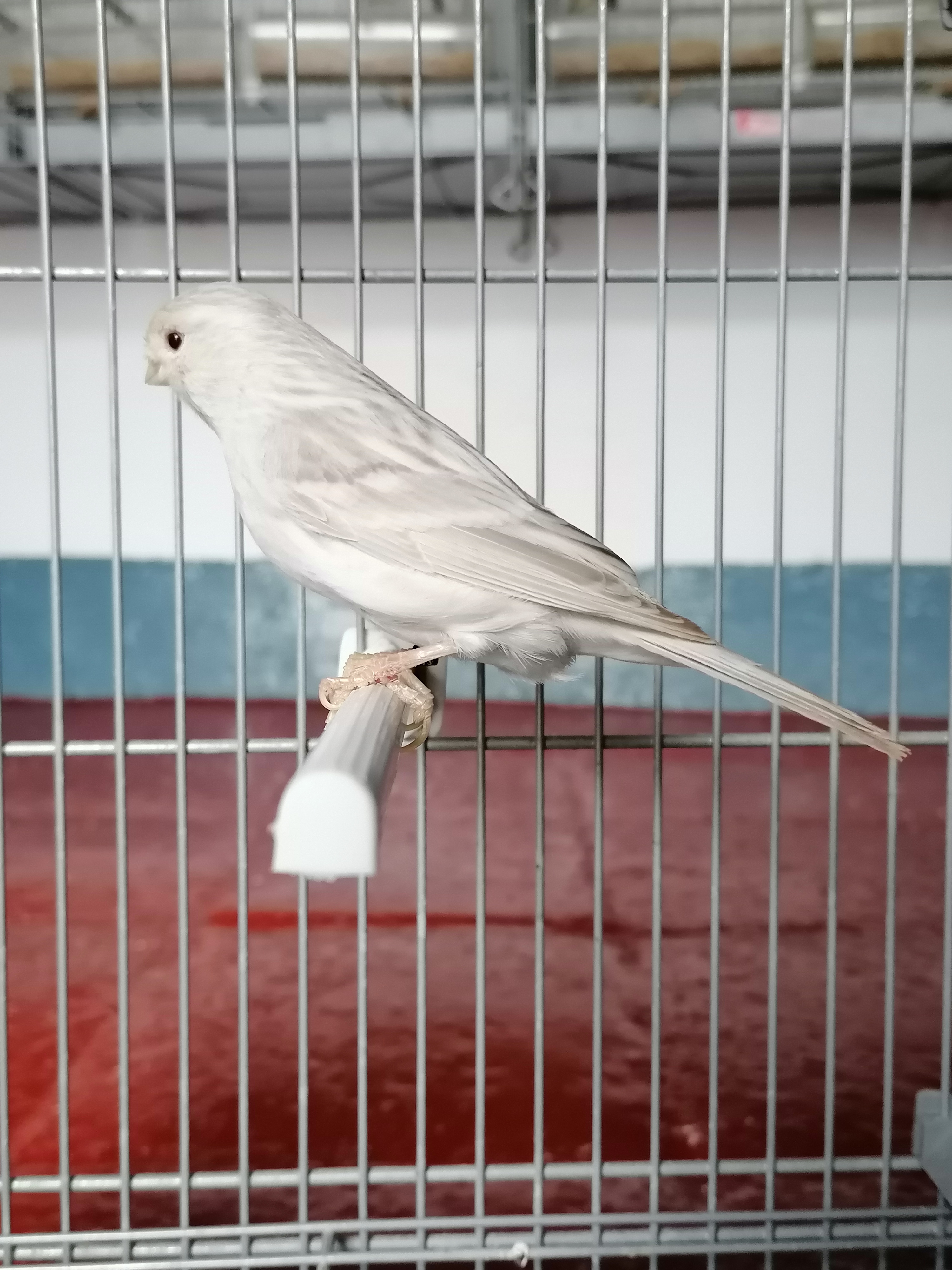 Canarios