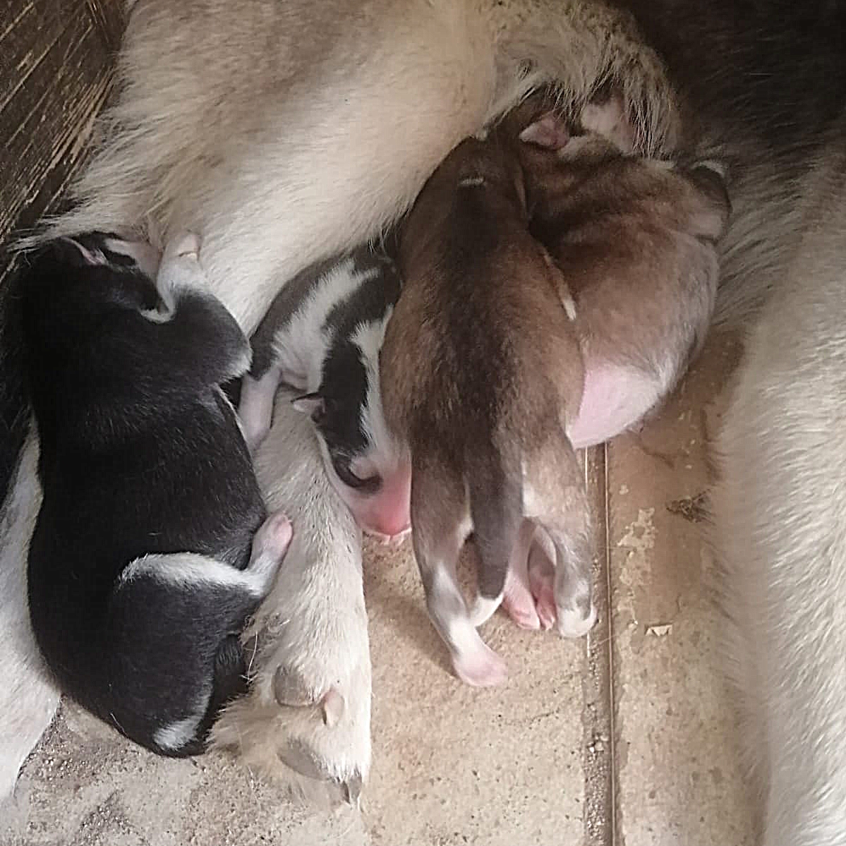 Huskys Siberianos