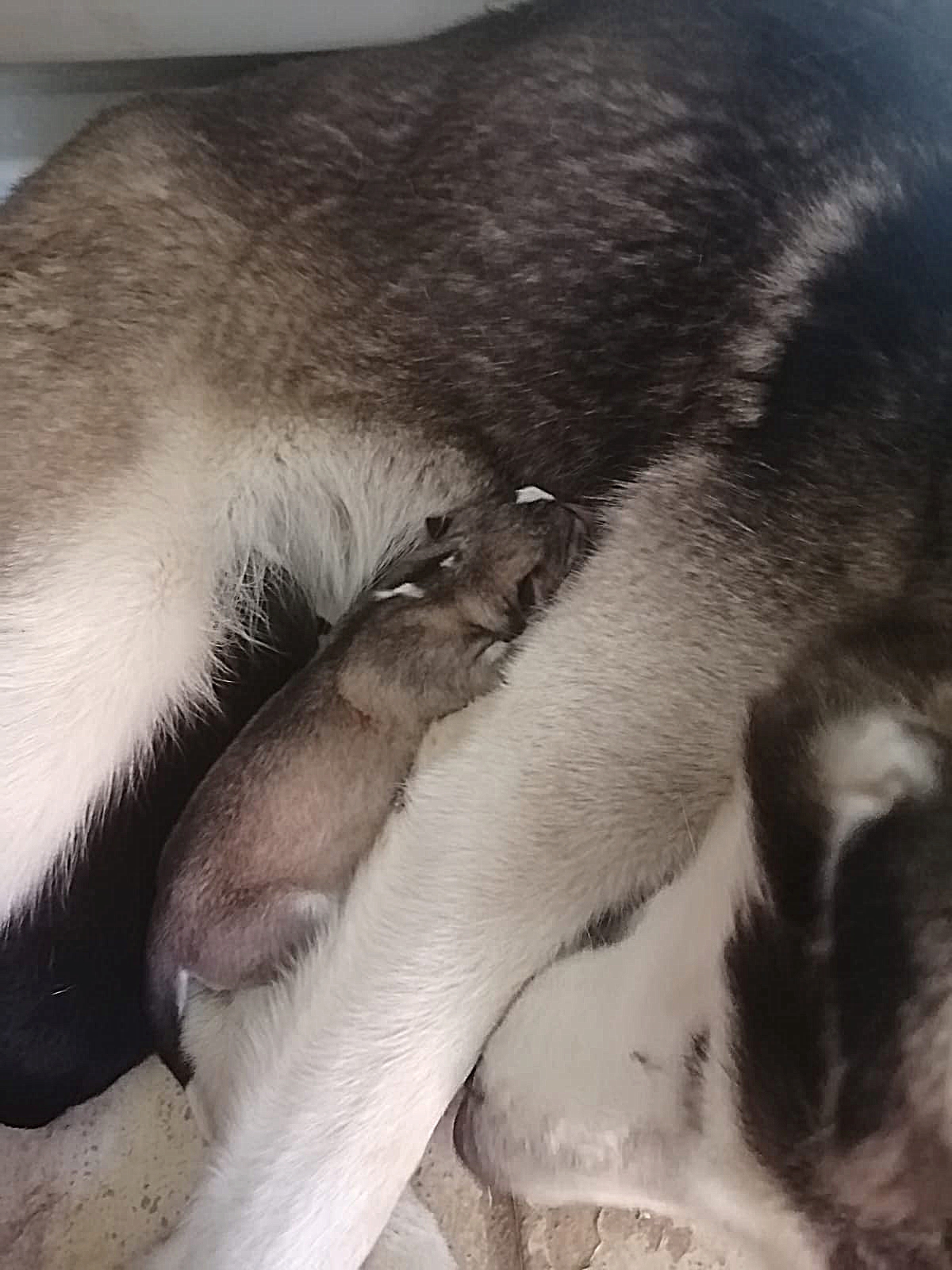 Foto 3 de Huskys Siberianos