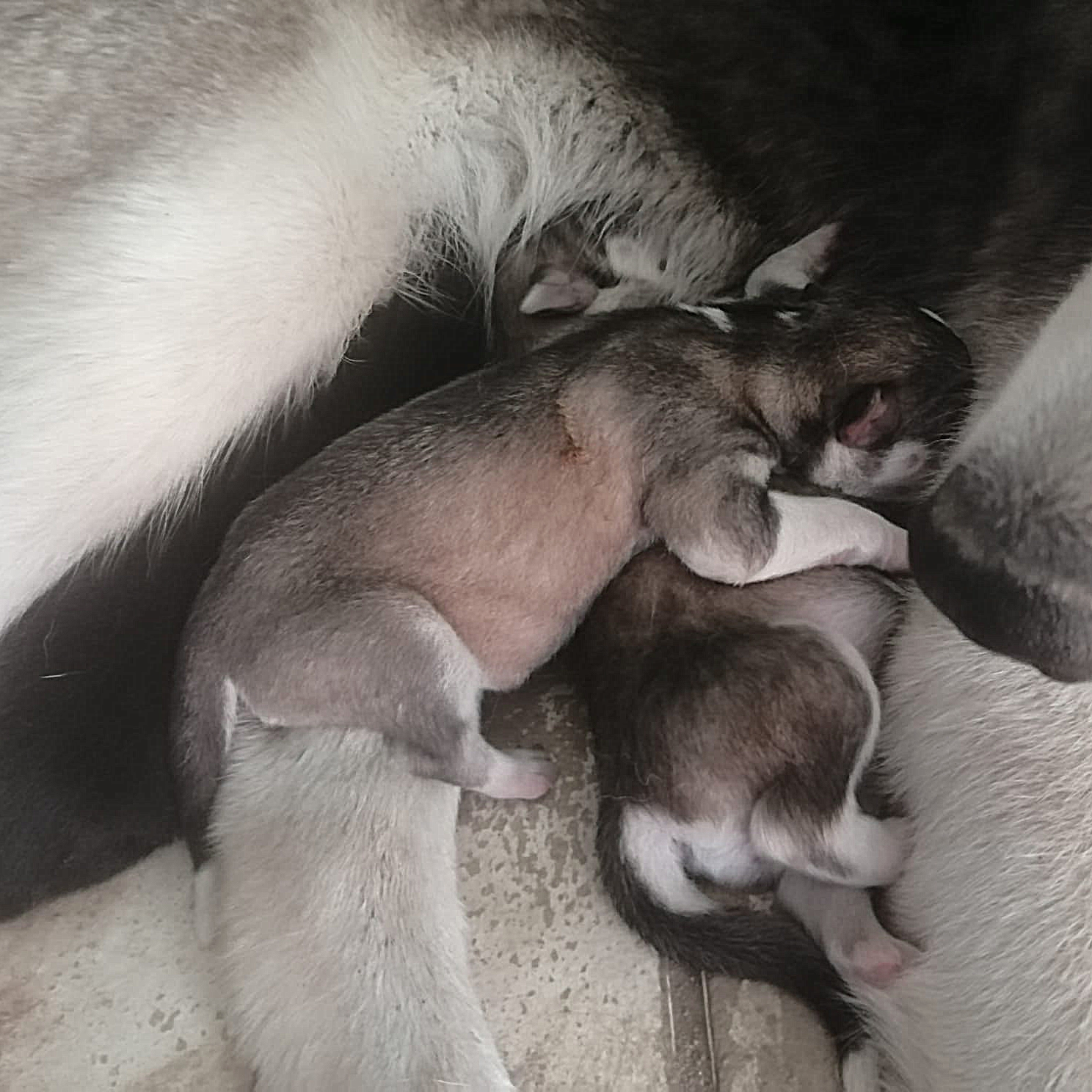 Foto 4 de Huskys Siberianos