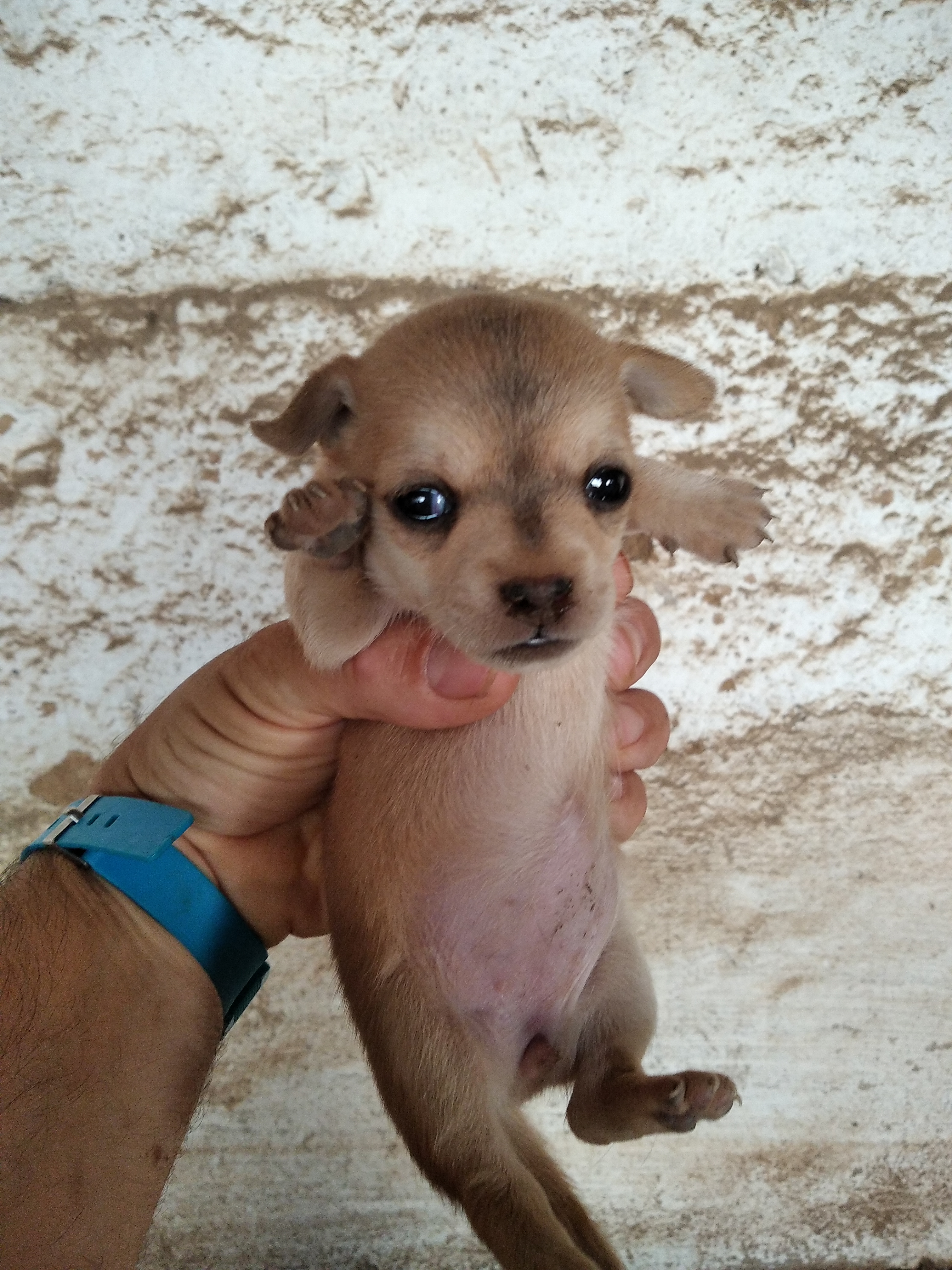 VENDO CRIA DE CHIHUAHUA PURO