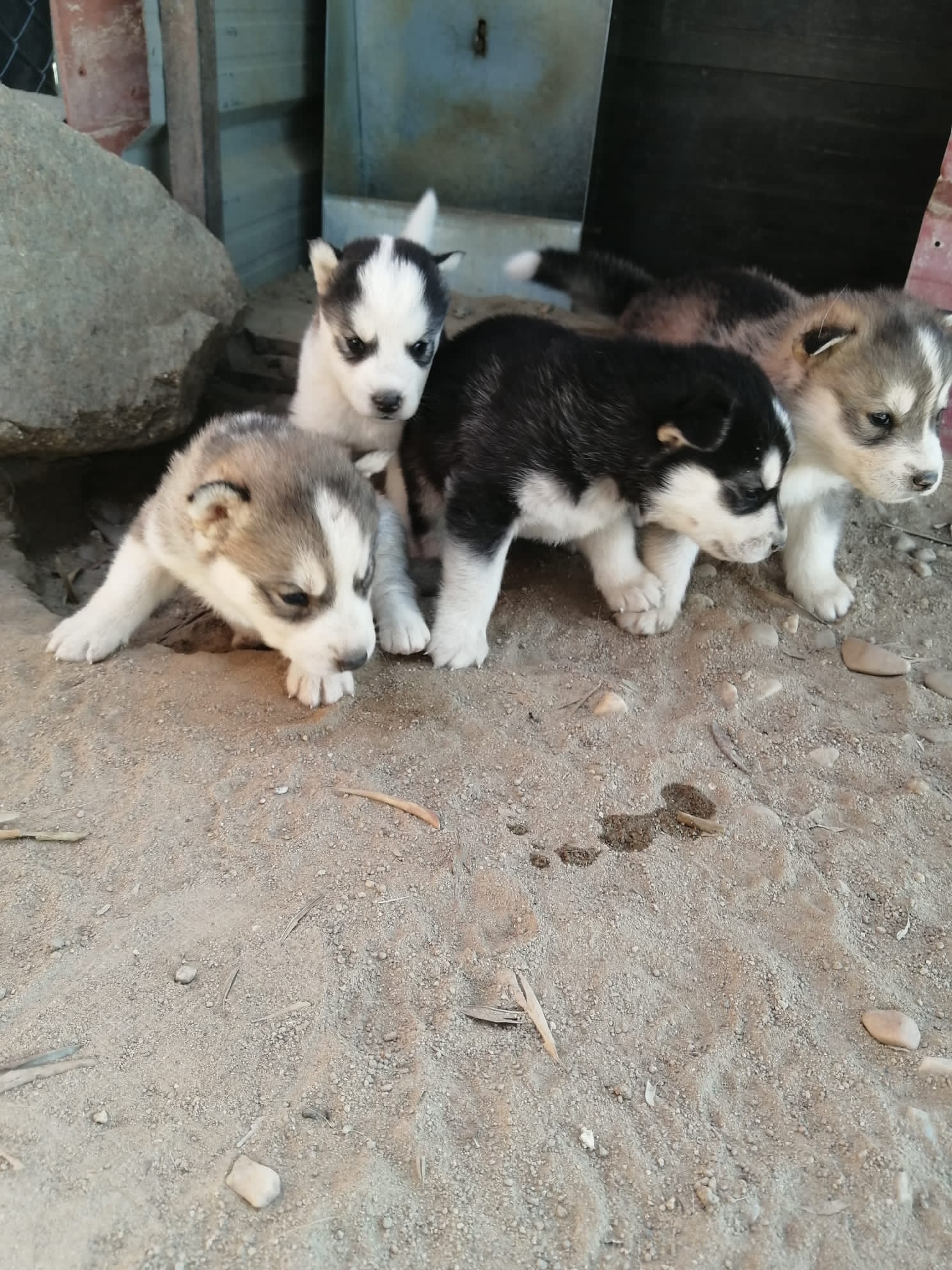 Huskys Siberianos